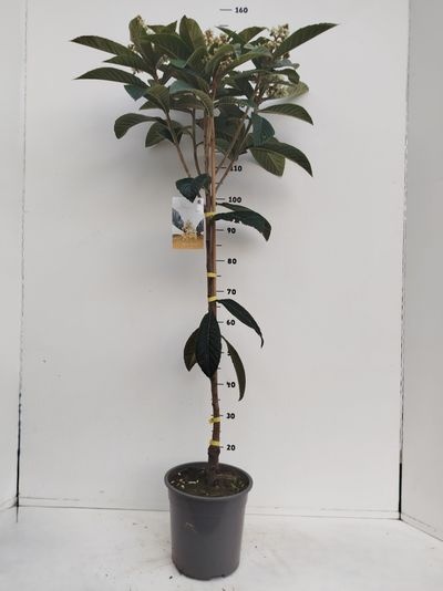 Eriobotrya Japonica