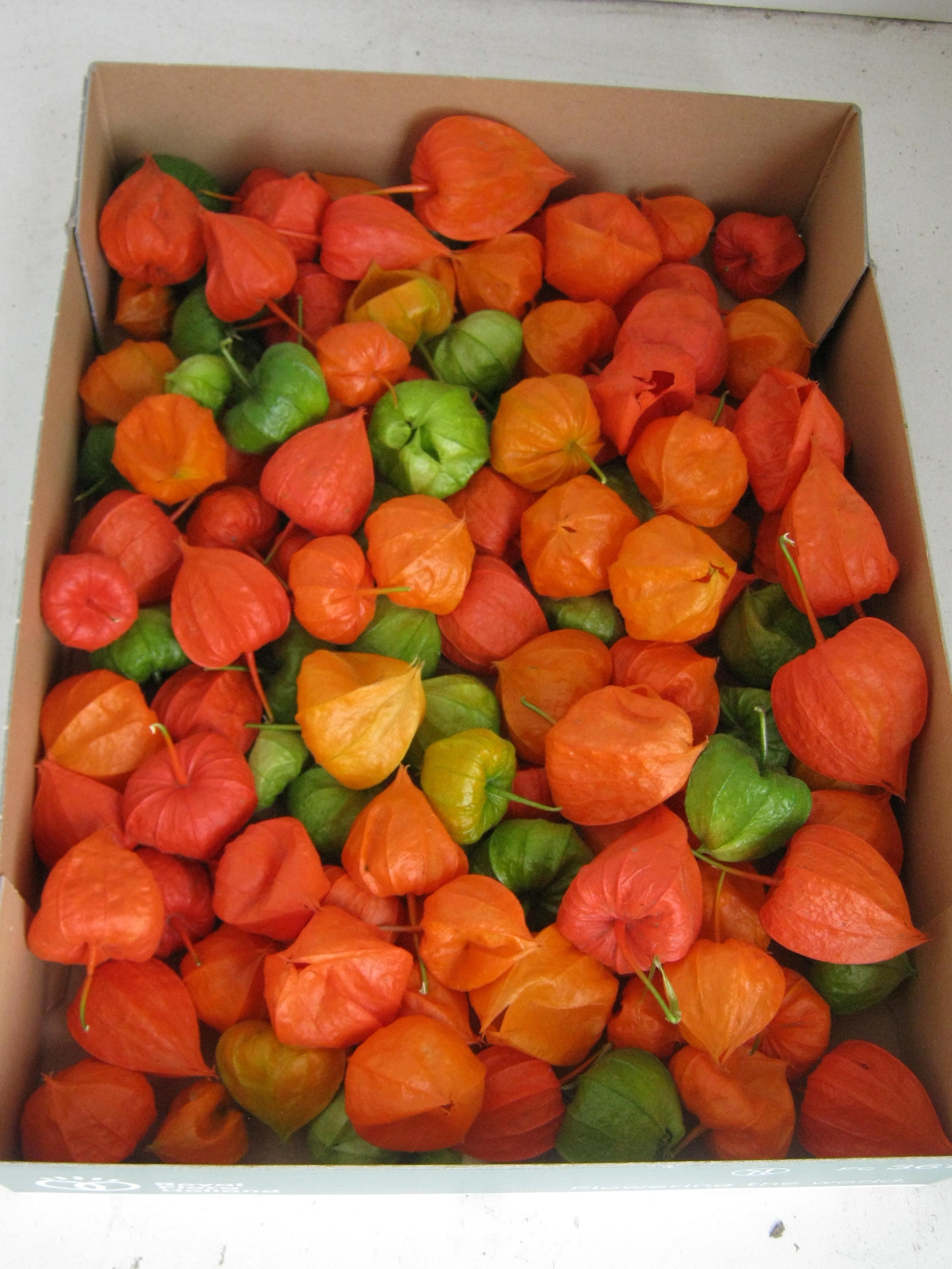 Physalis Lampion Los