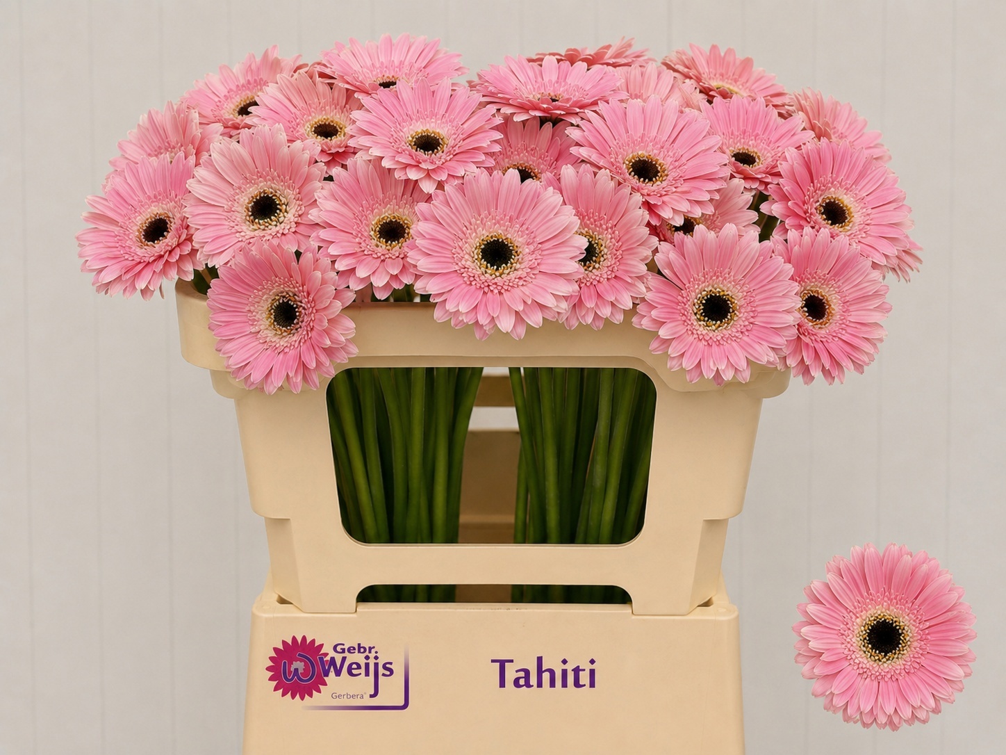 Ge Mi Tahiti 50cm 7Ø