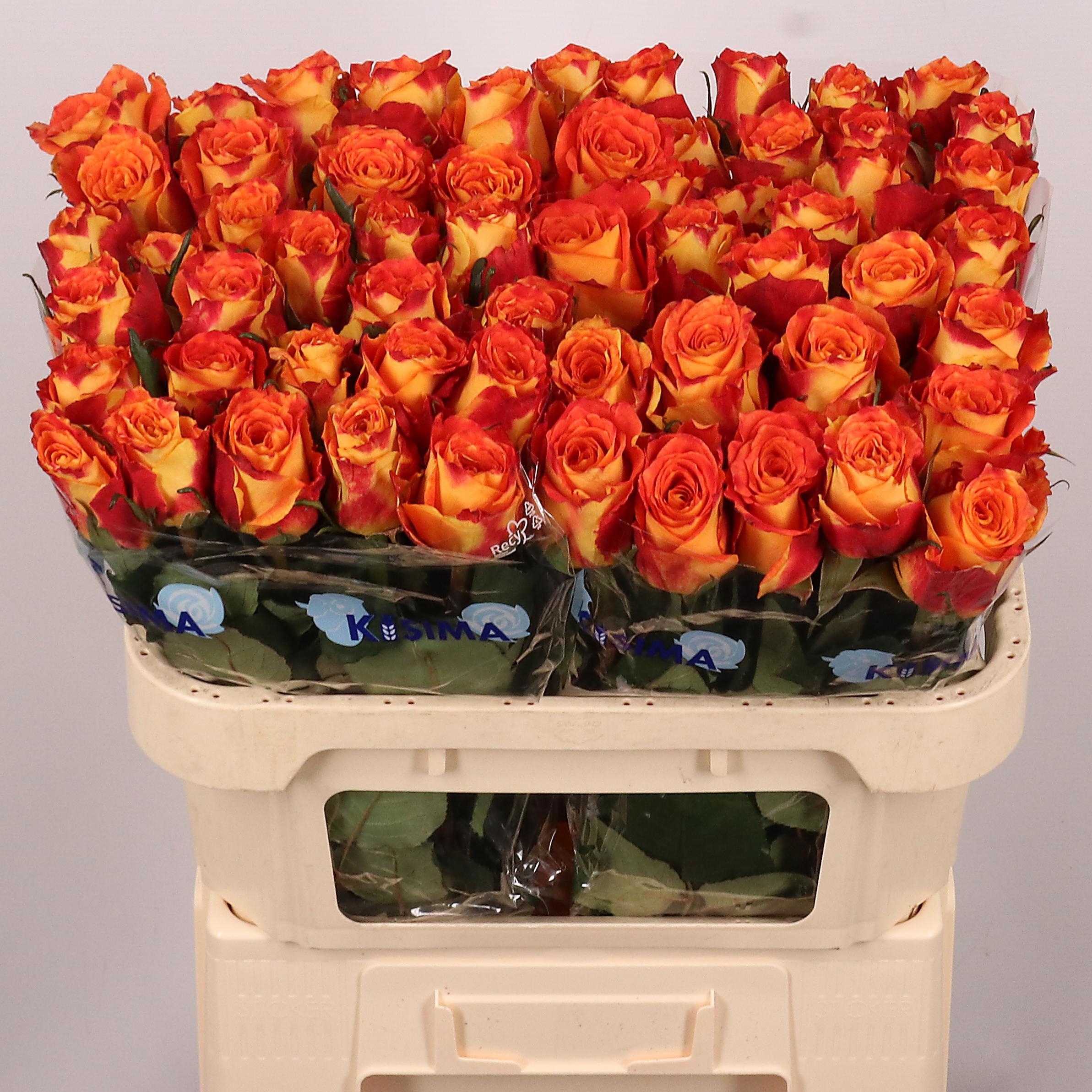 Rosa Silantoi 70cm