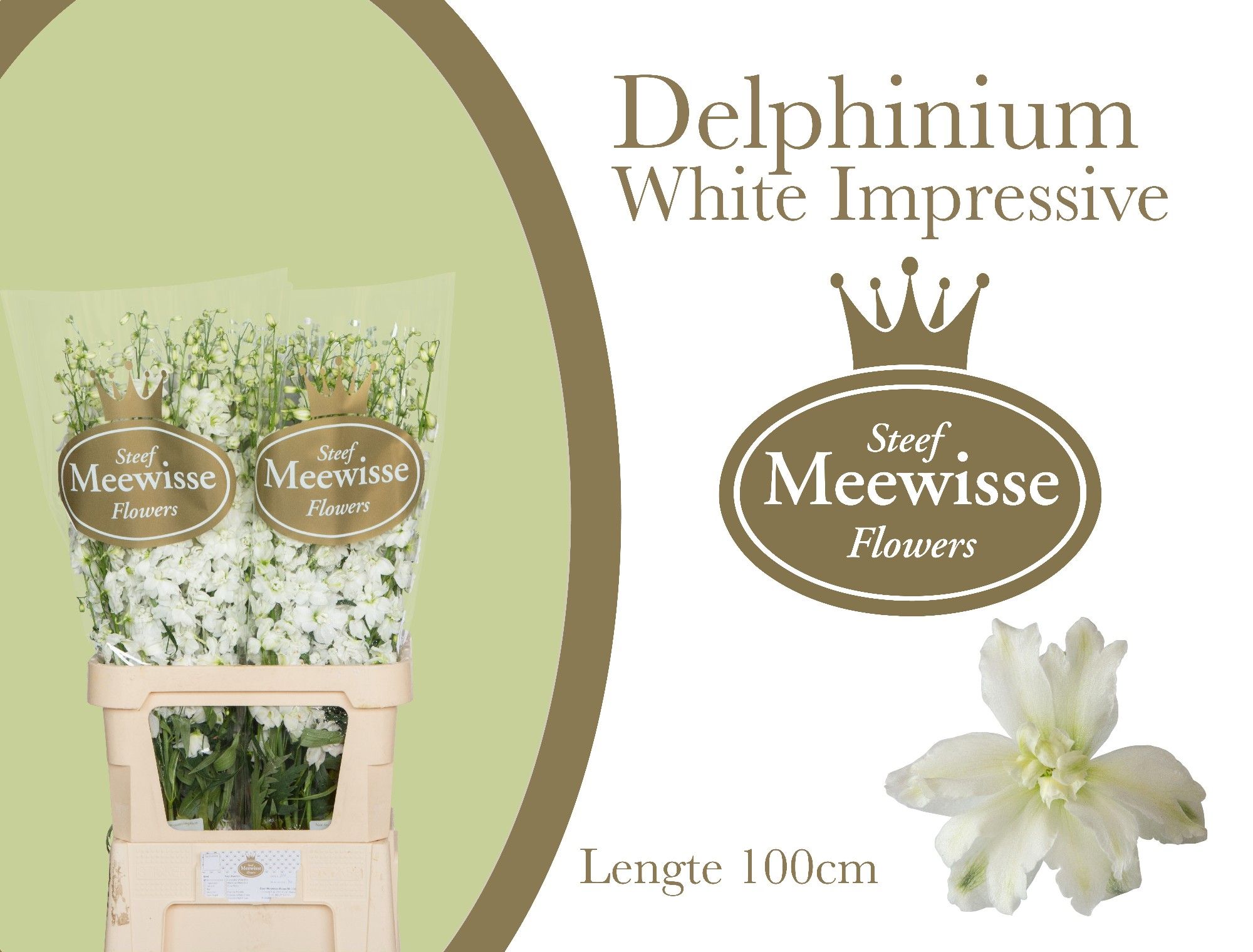 Delph El Dew Impr Wh
