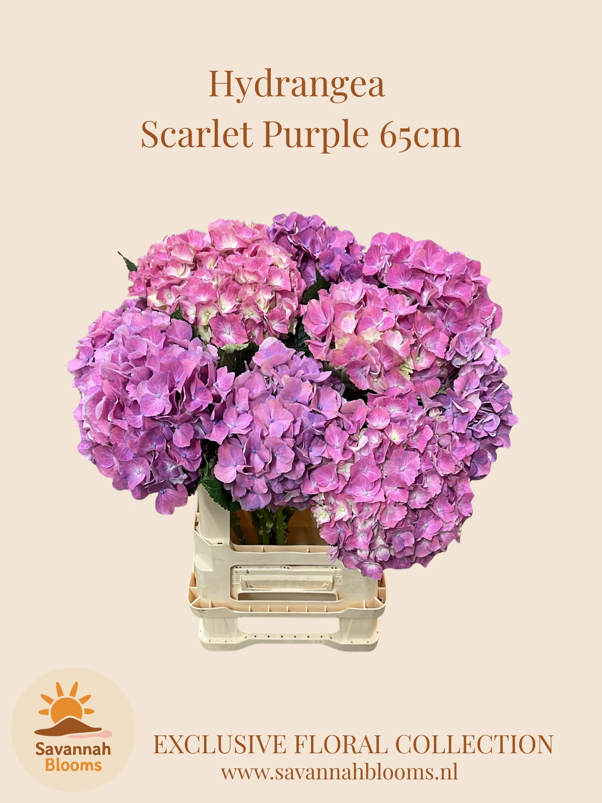 Hydr M Scarlett
