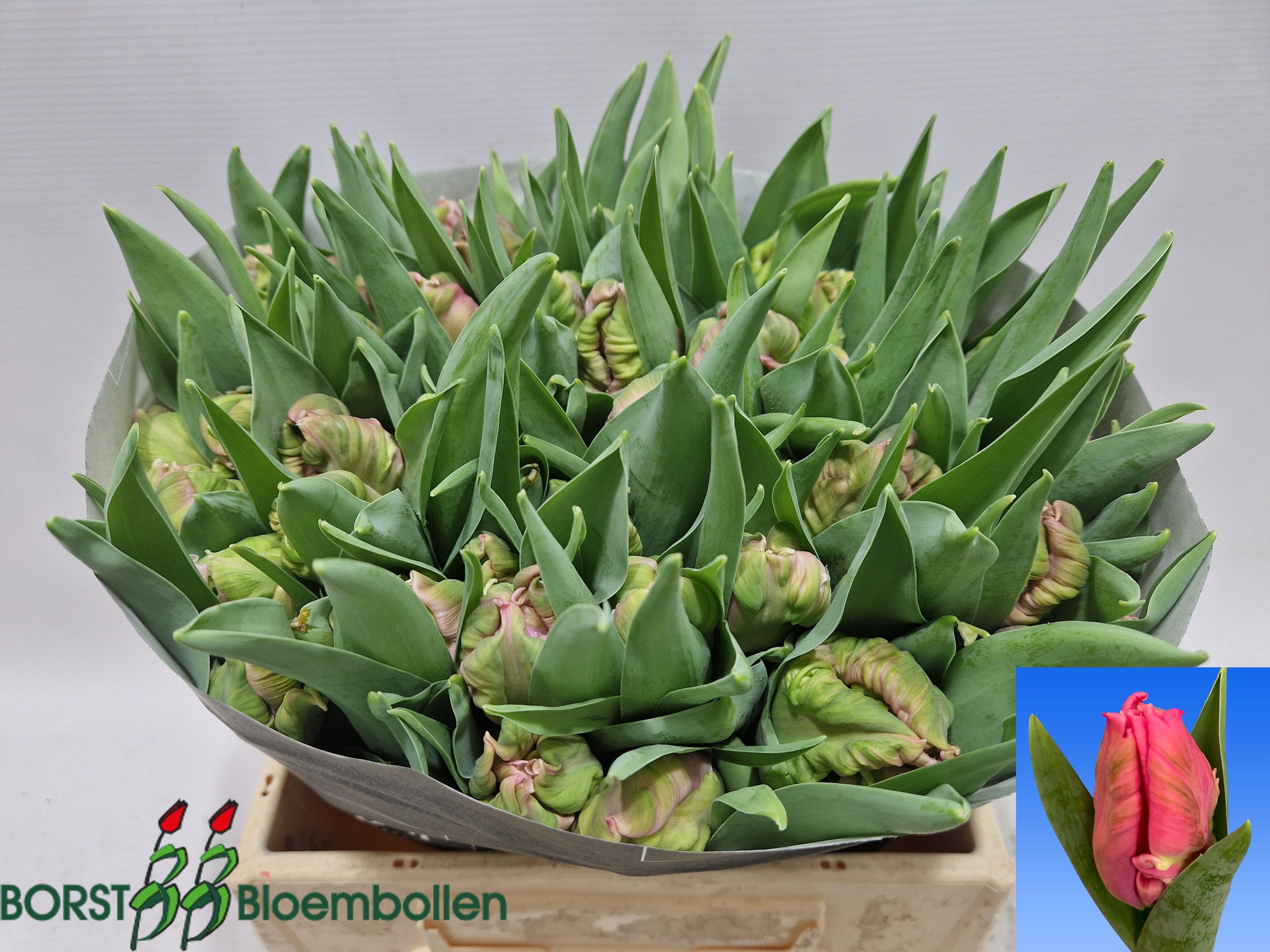 Tulipa Parrot Marvel Parrot 38cm 28gram