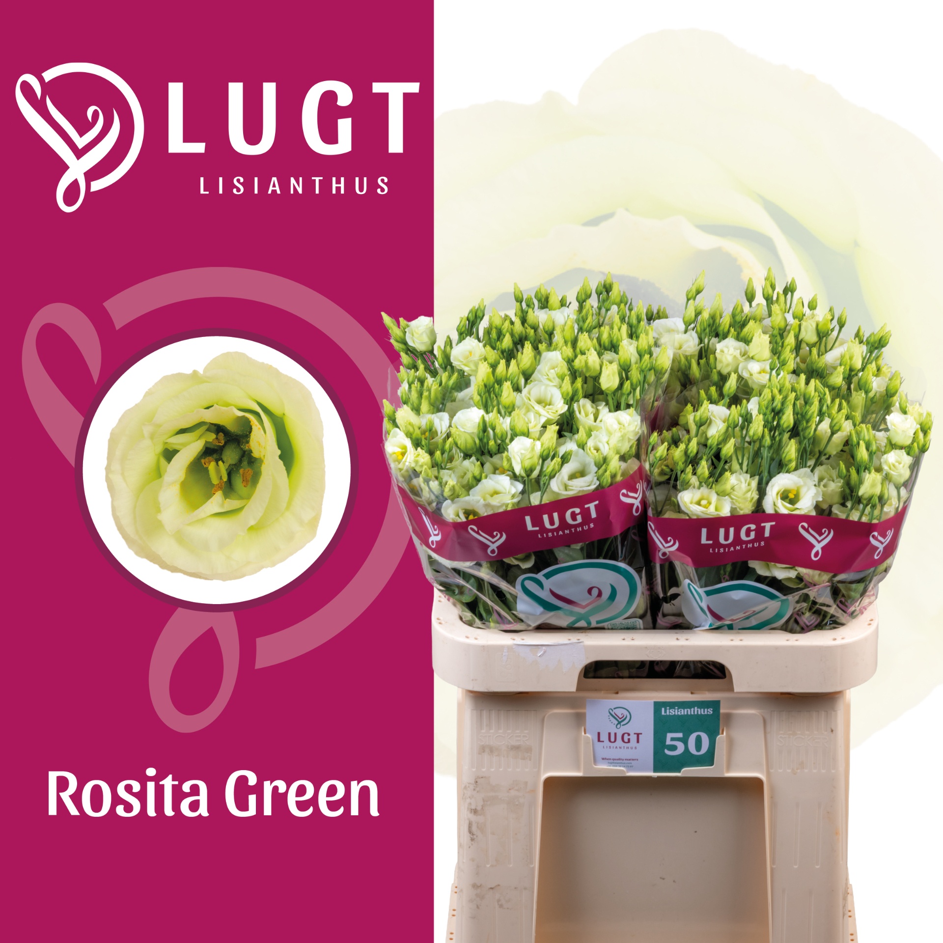 Eus G Rosi Green 70L.cm 55+knop 24bloei