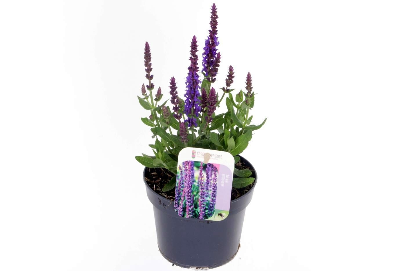 Salvia nemorosa Sens comp Deep Blue