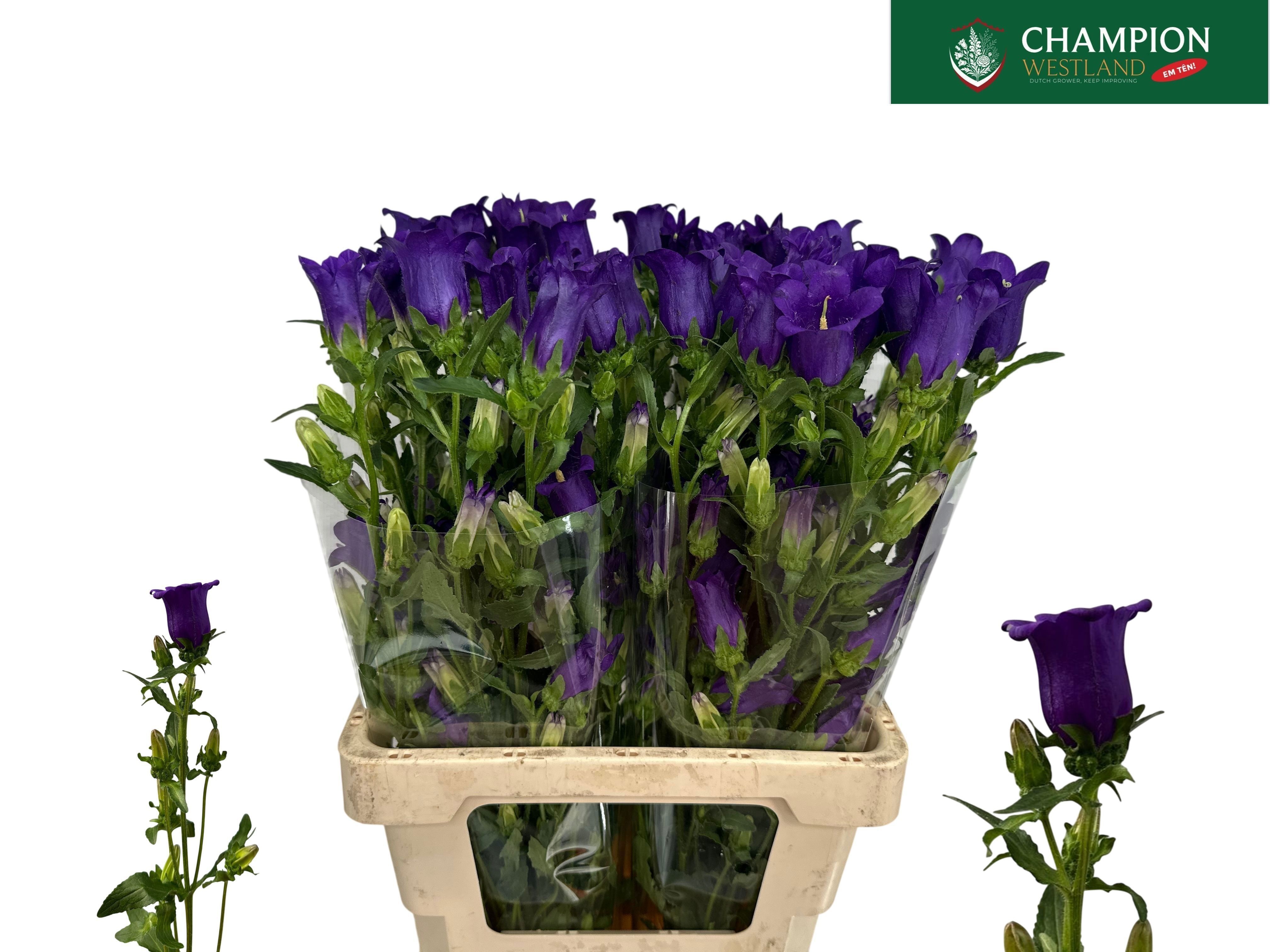 Campanula Champion Blue 70cm