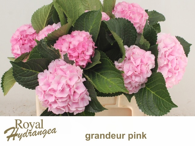 Hydrangea Royal Grandeu 50cm 15Ø