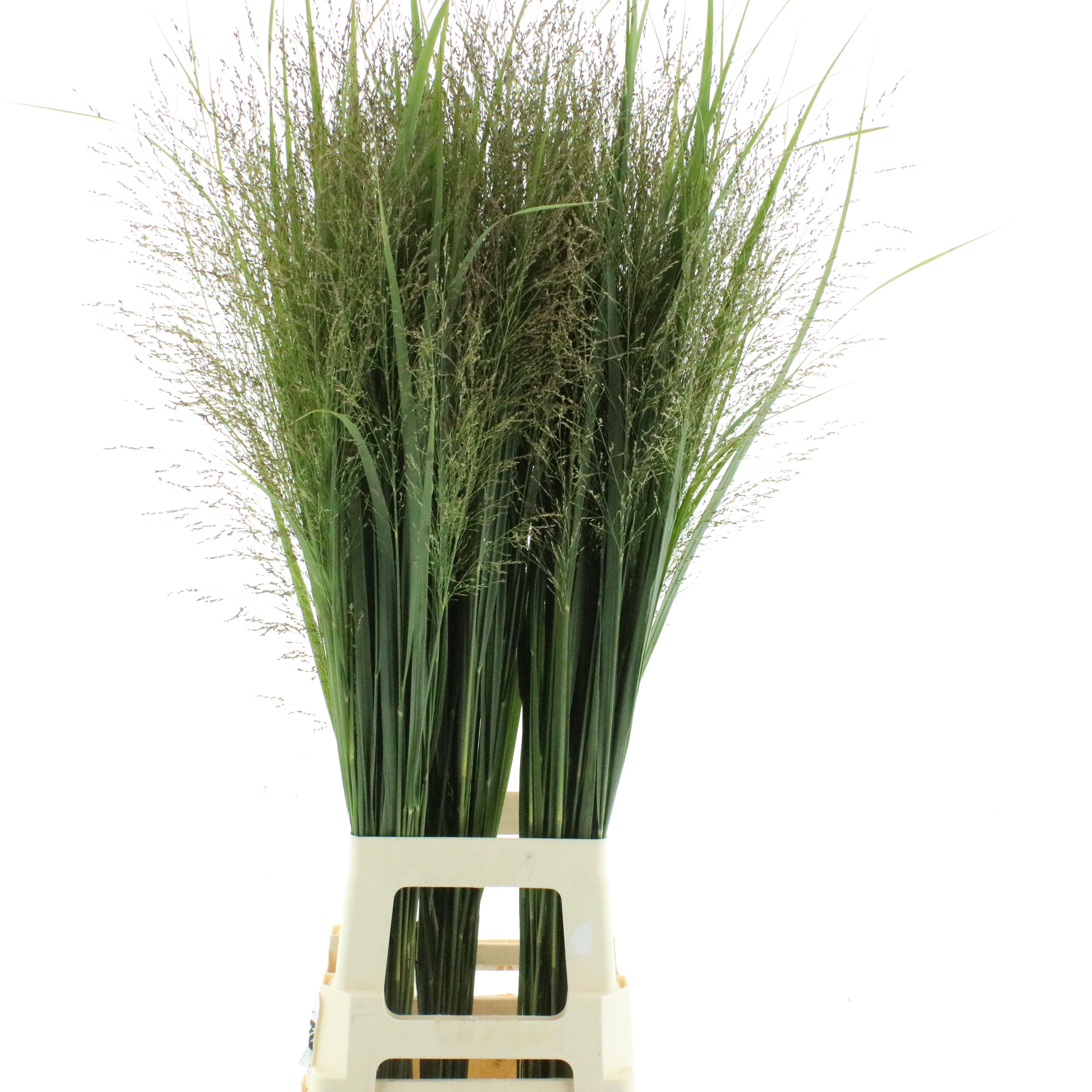 Panicum Squaw 100cm