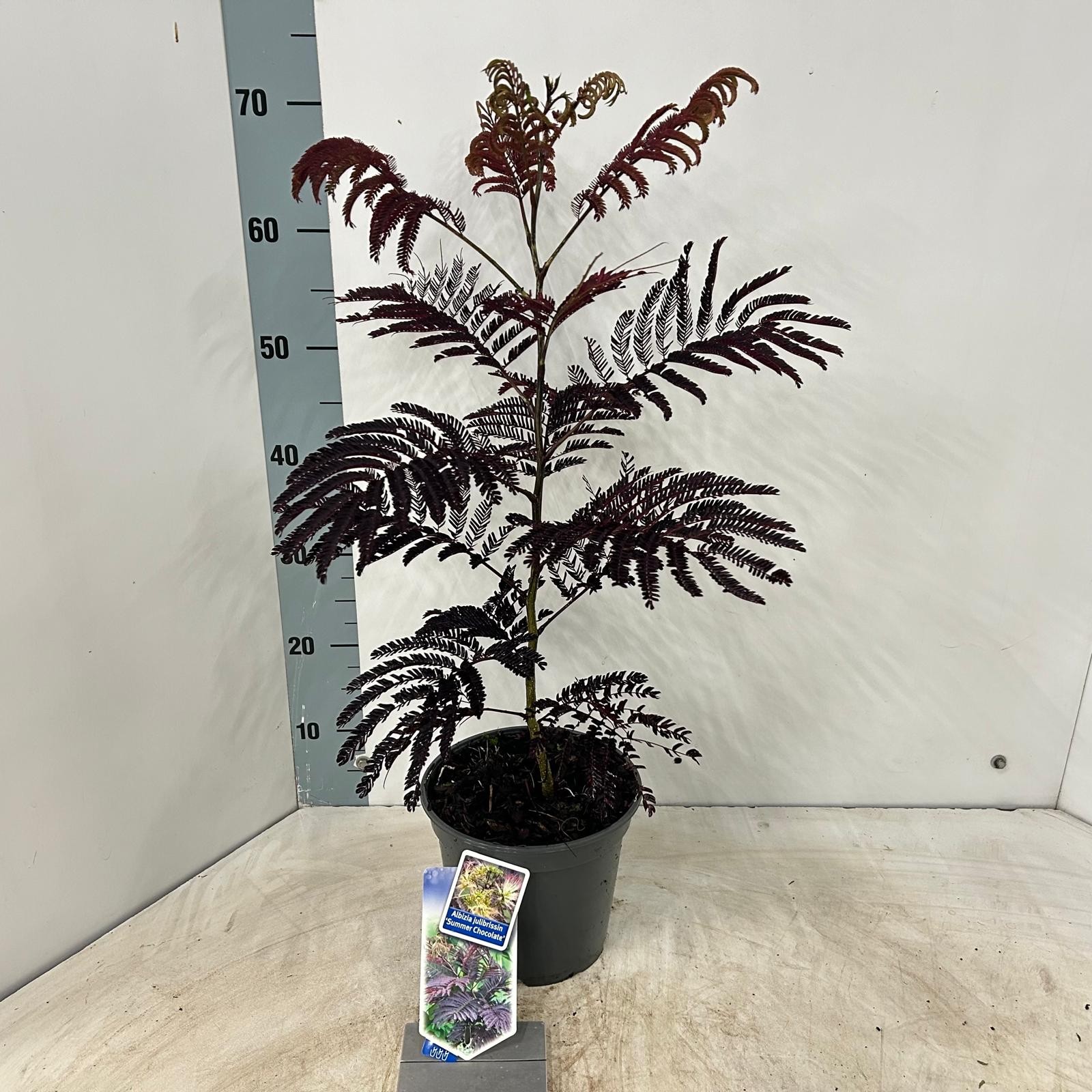 Picture of Albizia julibrissin Summer Chocolate PBR P19 (3 Ltr) (LOOSE)