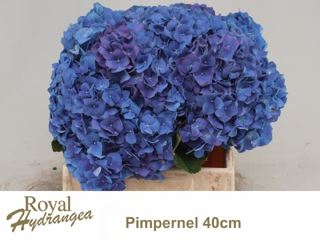 Hydrangea Pimpernel 40cm 17Ø