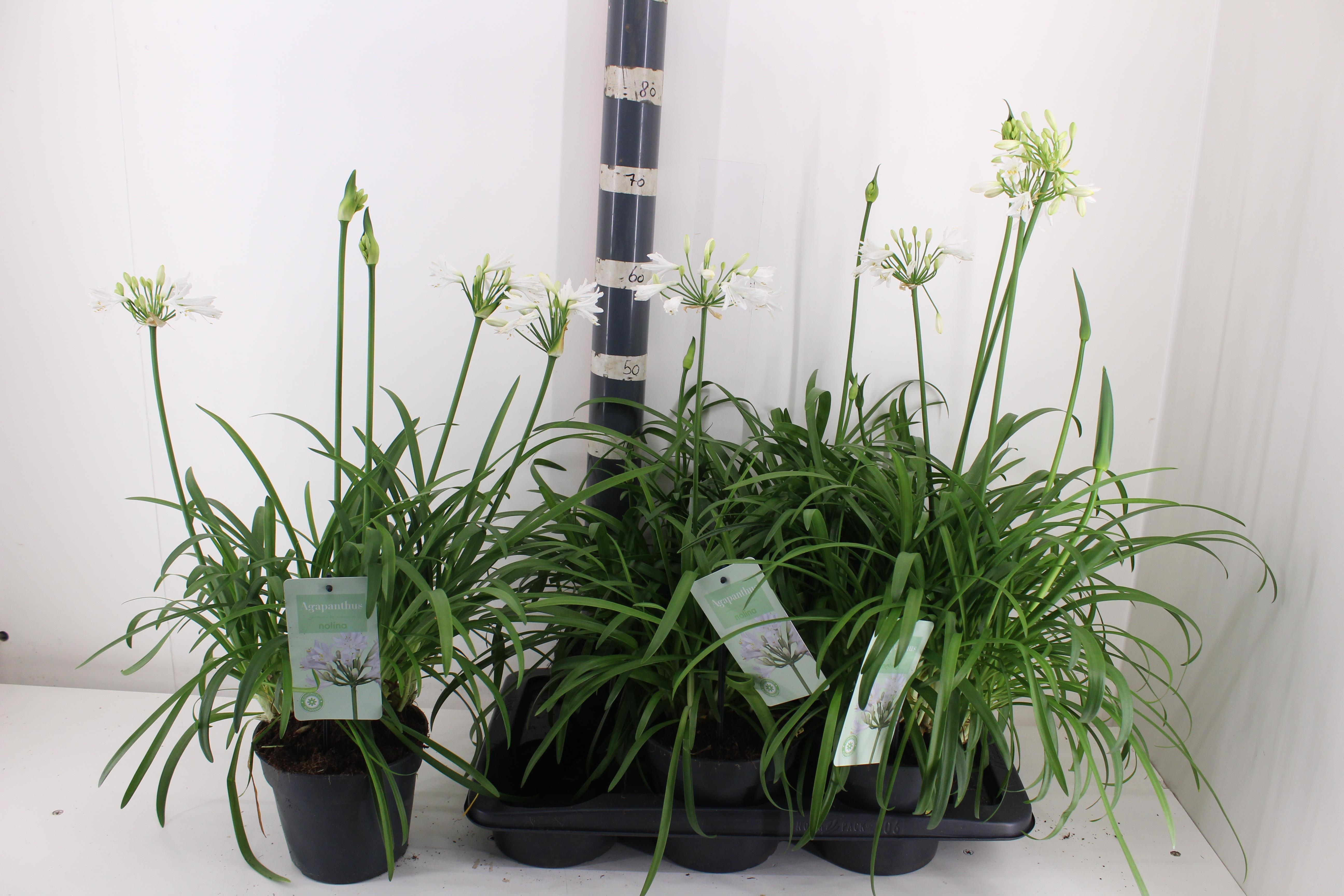 Agapanthus Summer Love White - Afrikaanse Lelie