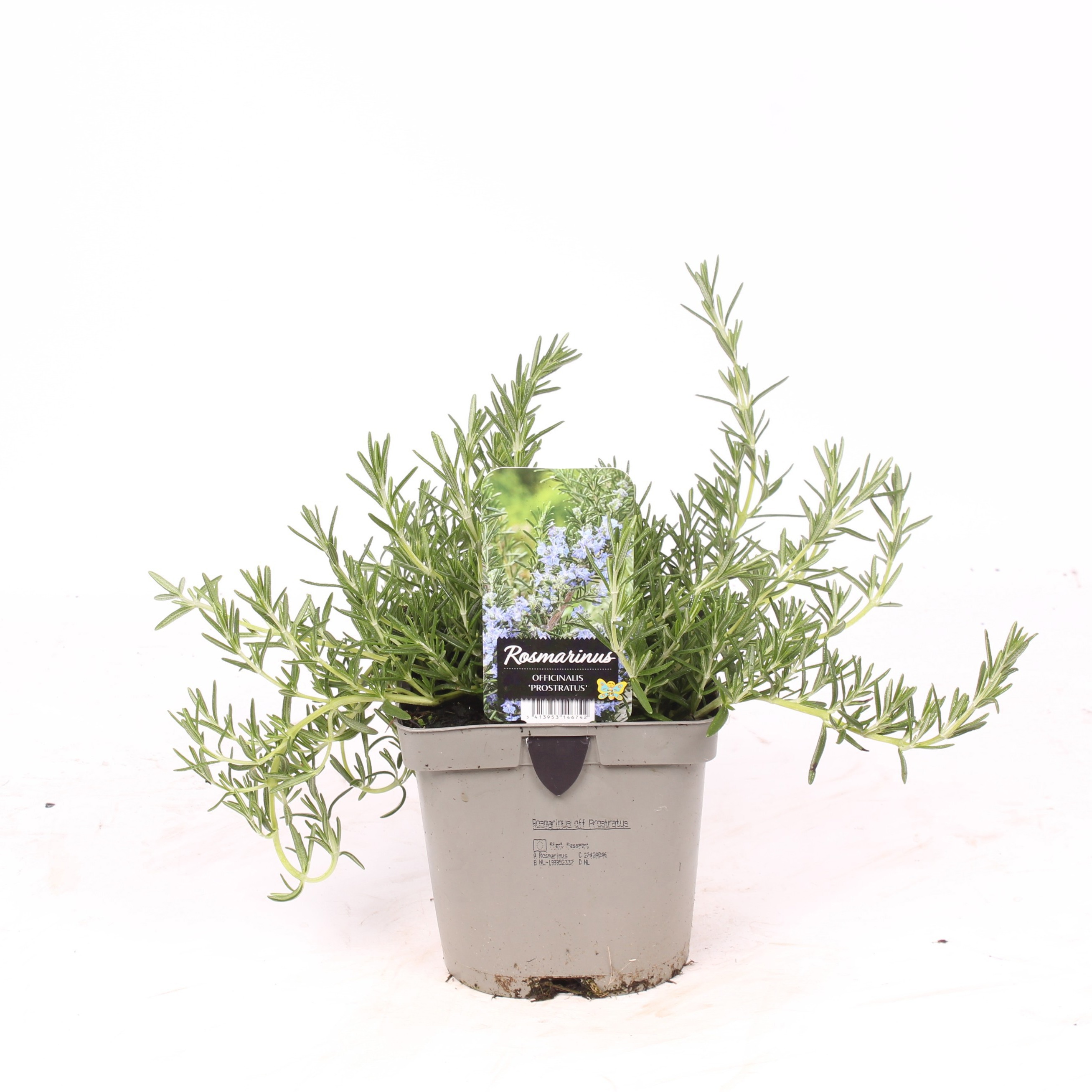 Rosmarinus officinalis 'Prostratus'