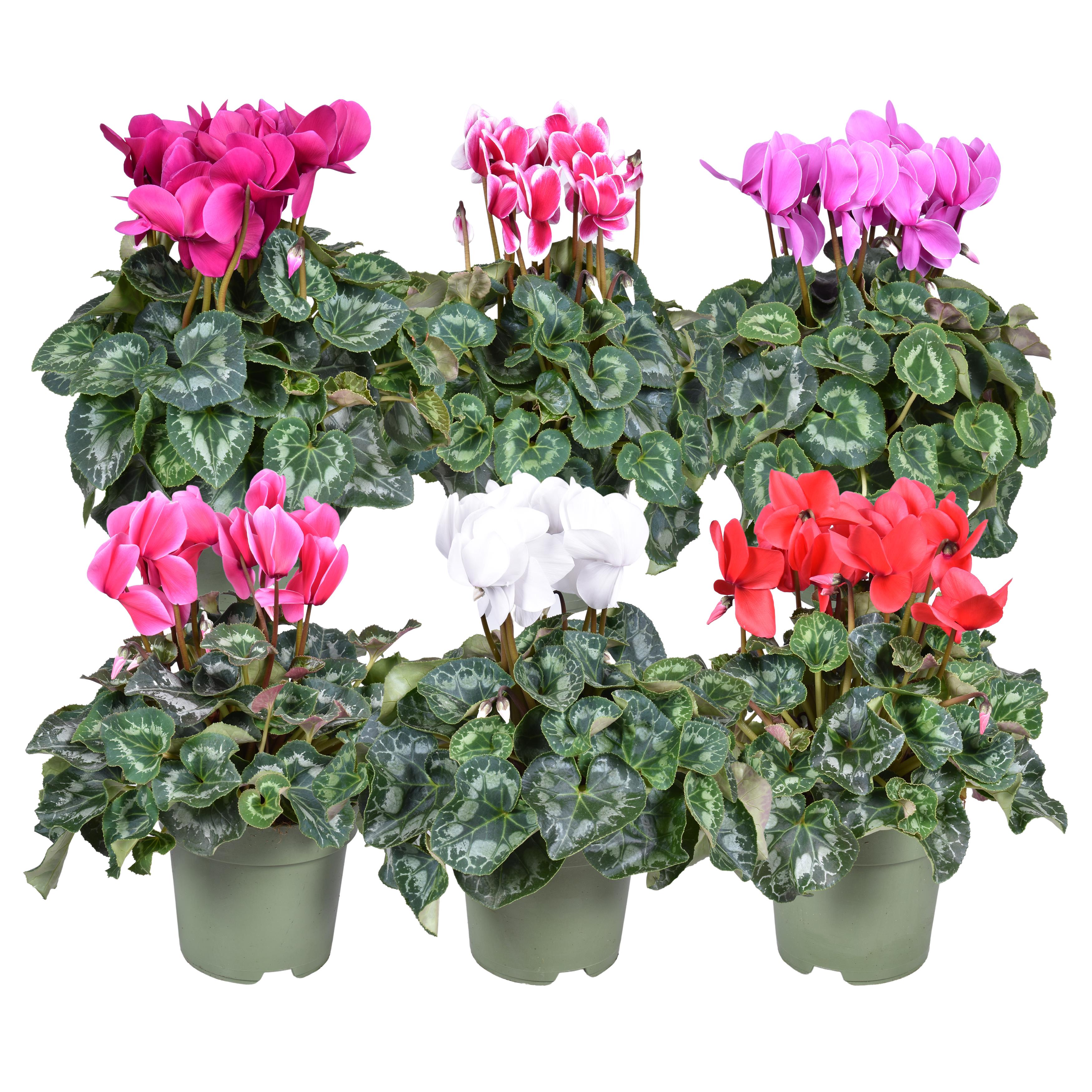 Picture of Cyclamen F1 XL in varieties P17 35CM