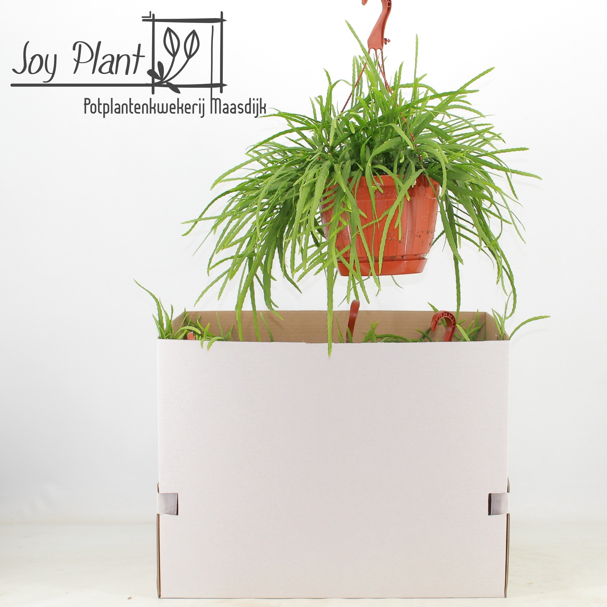 Lepismium Bolivianum 21P 40H