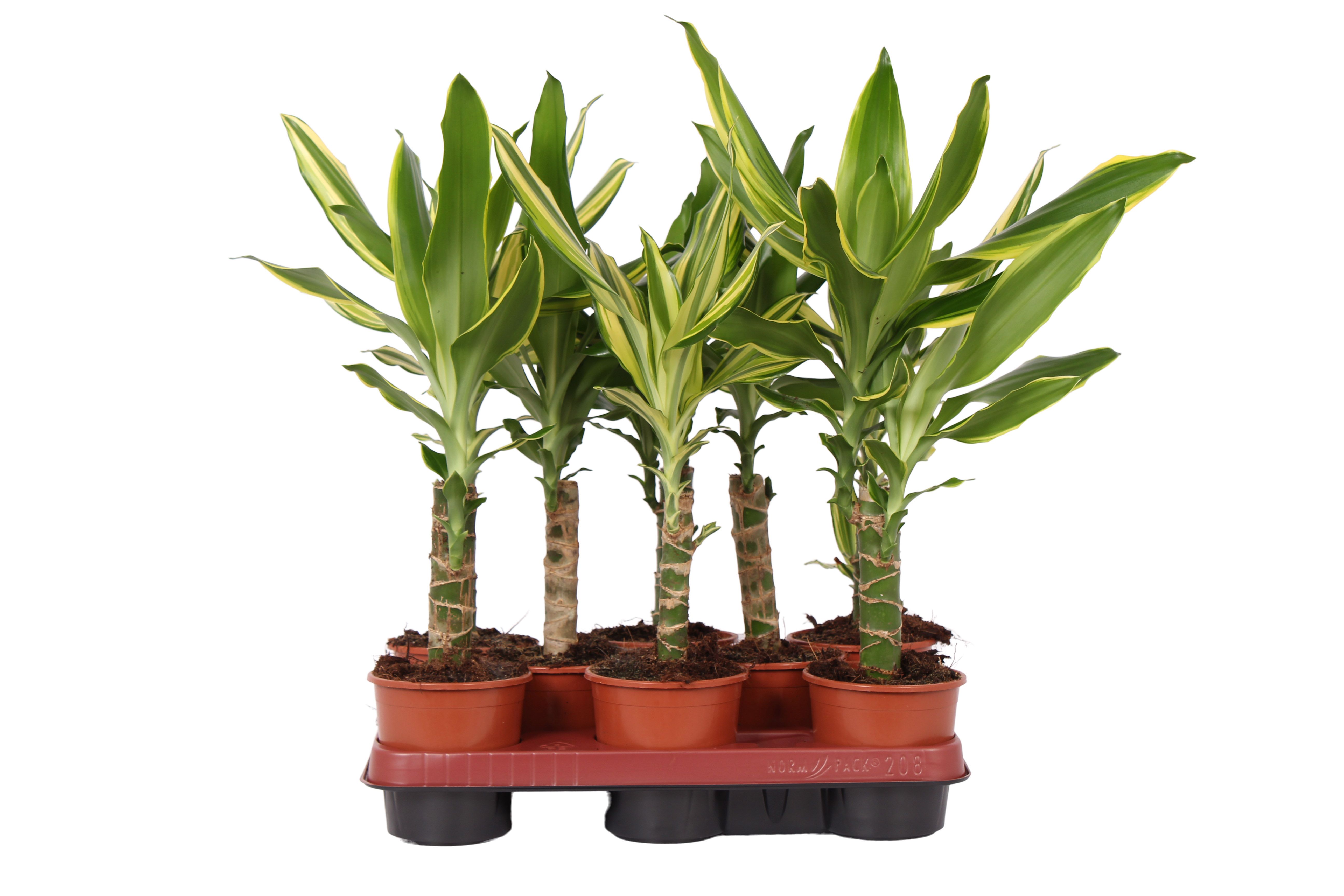 Dracaena 1-kop mix, pot