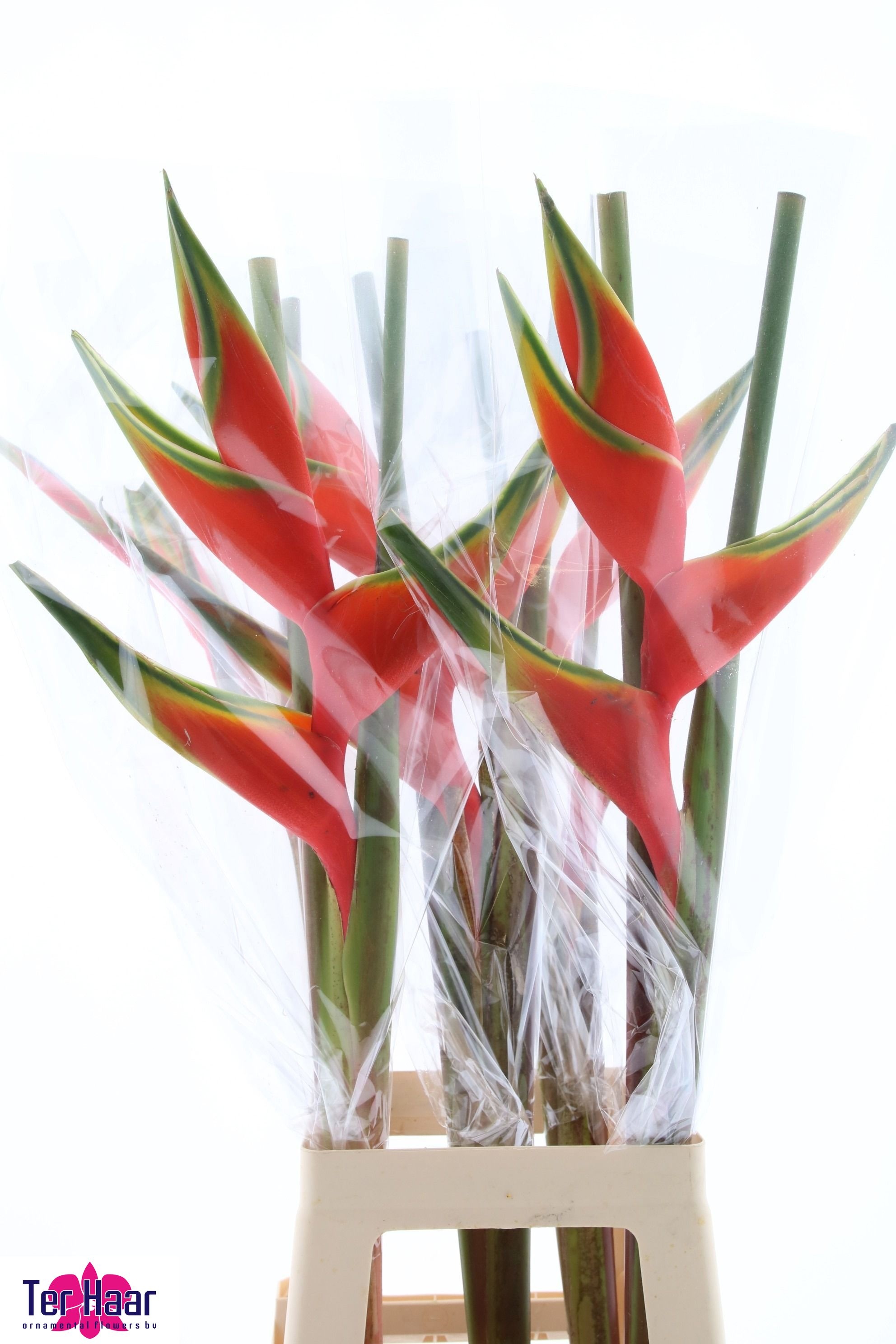 Heliconia Bq 3 90cm