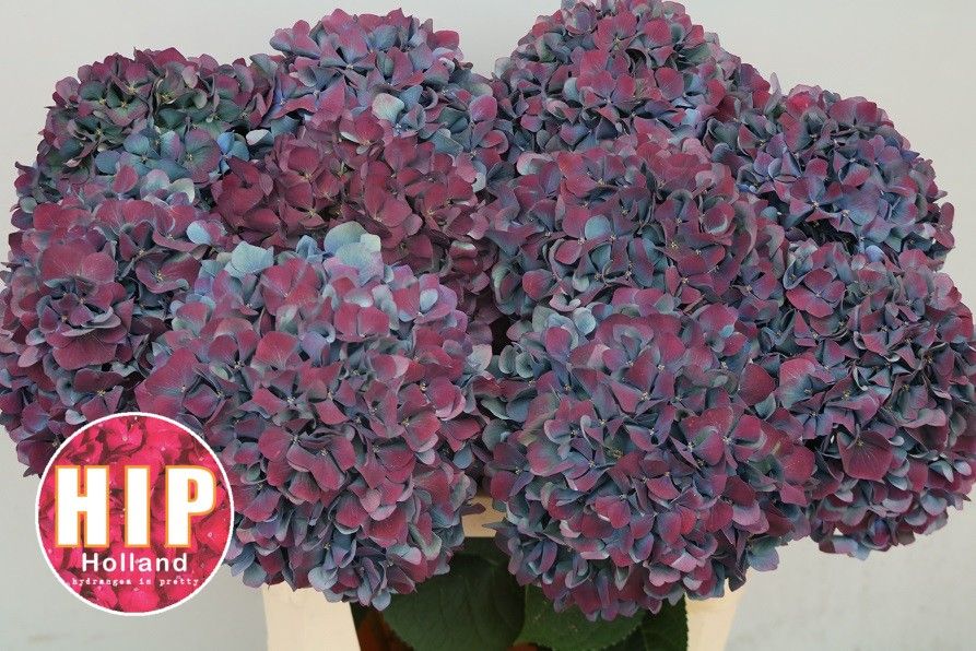 Hydrangea Pimpernel Classic 80cm 22Ø