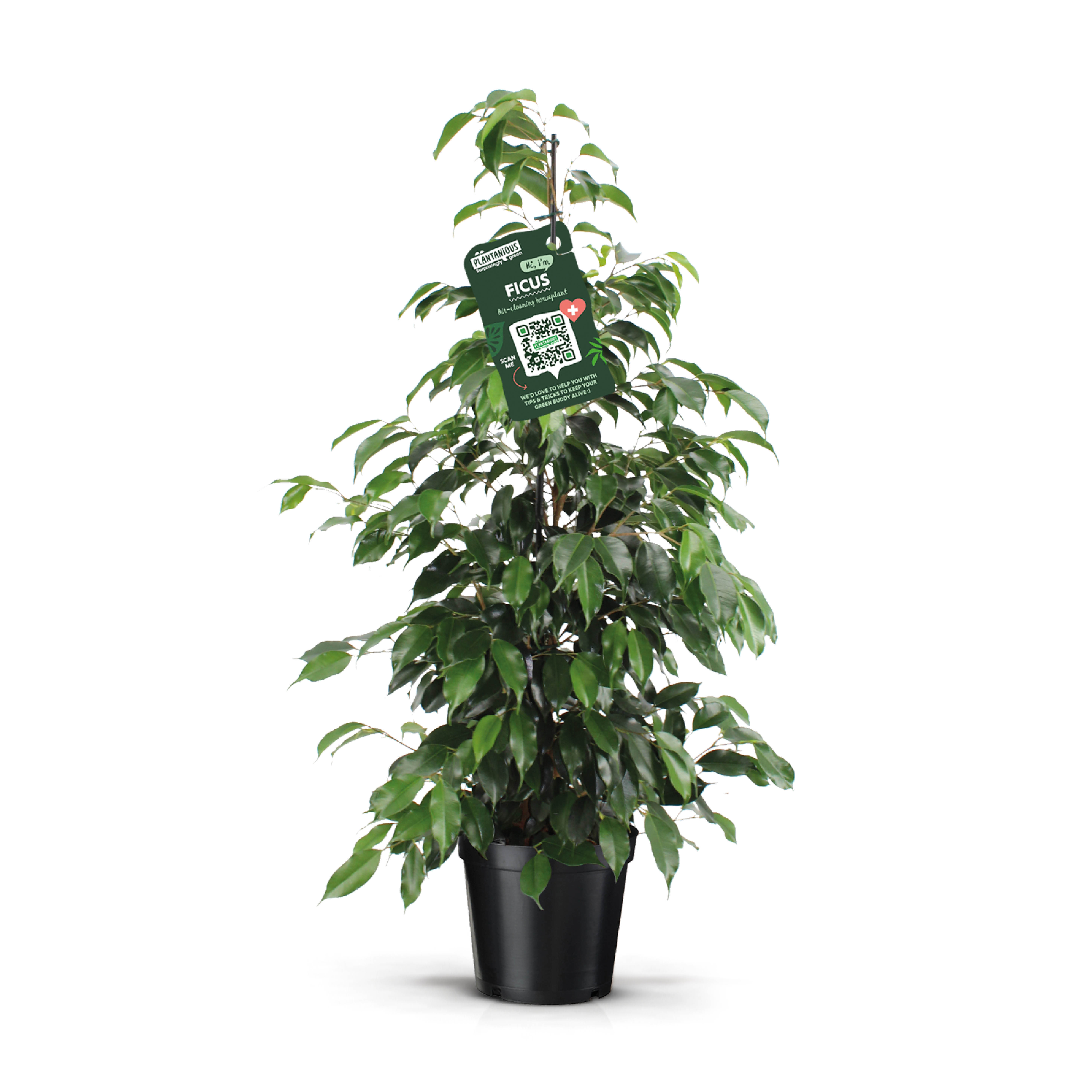 Picture of Ficus benjamina Danielle P21 110cm