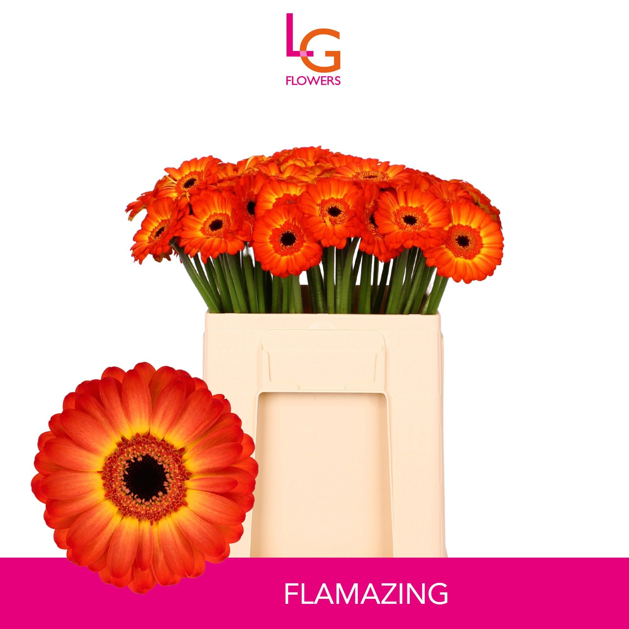 Gerbera Mini Flamazing
