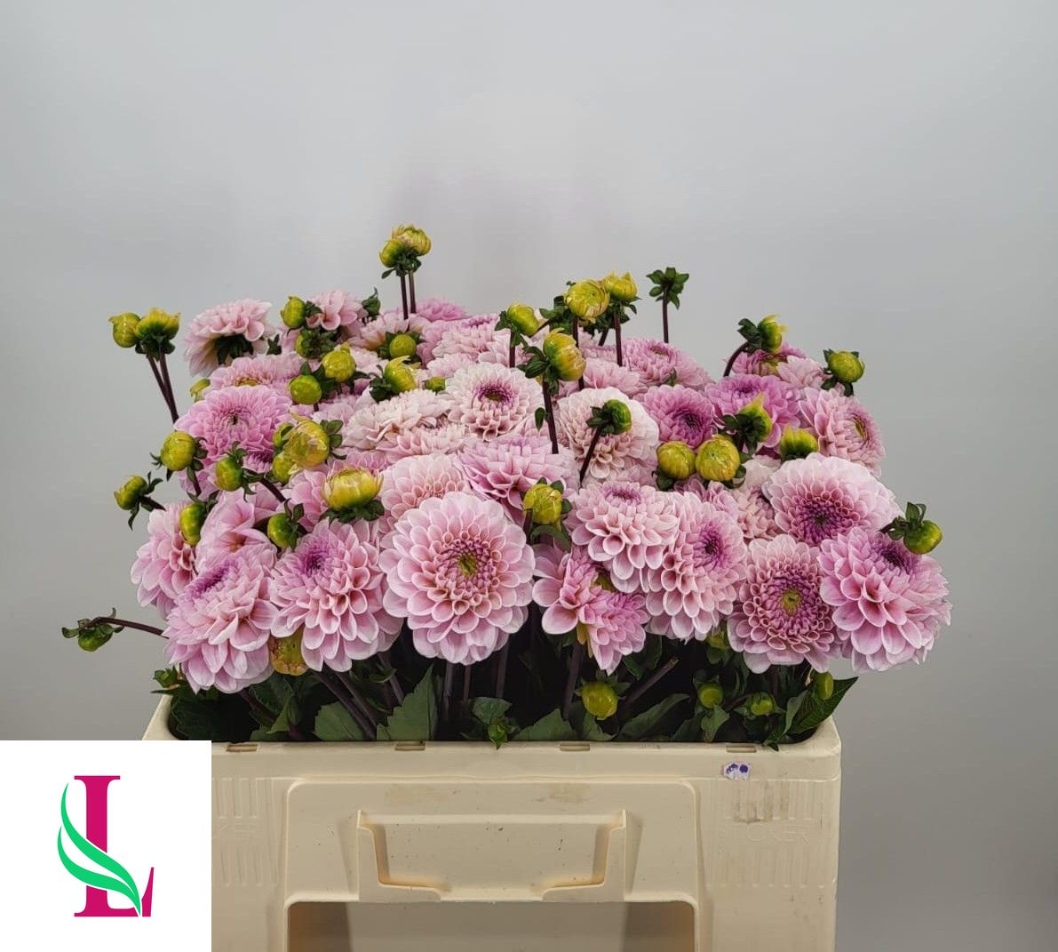 Dahlia Ball Wizz Of Oz 50cm