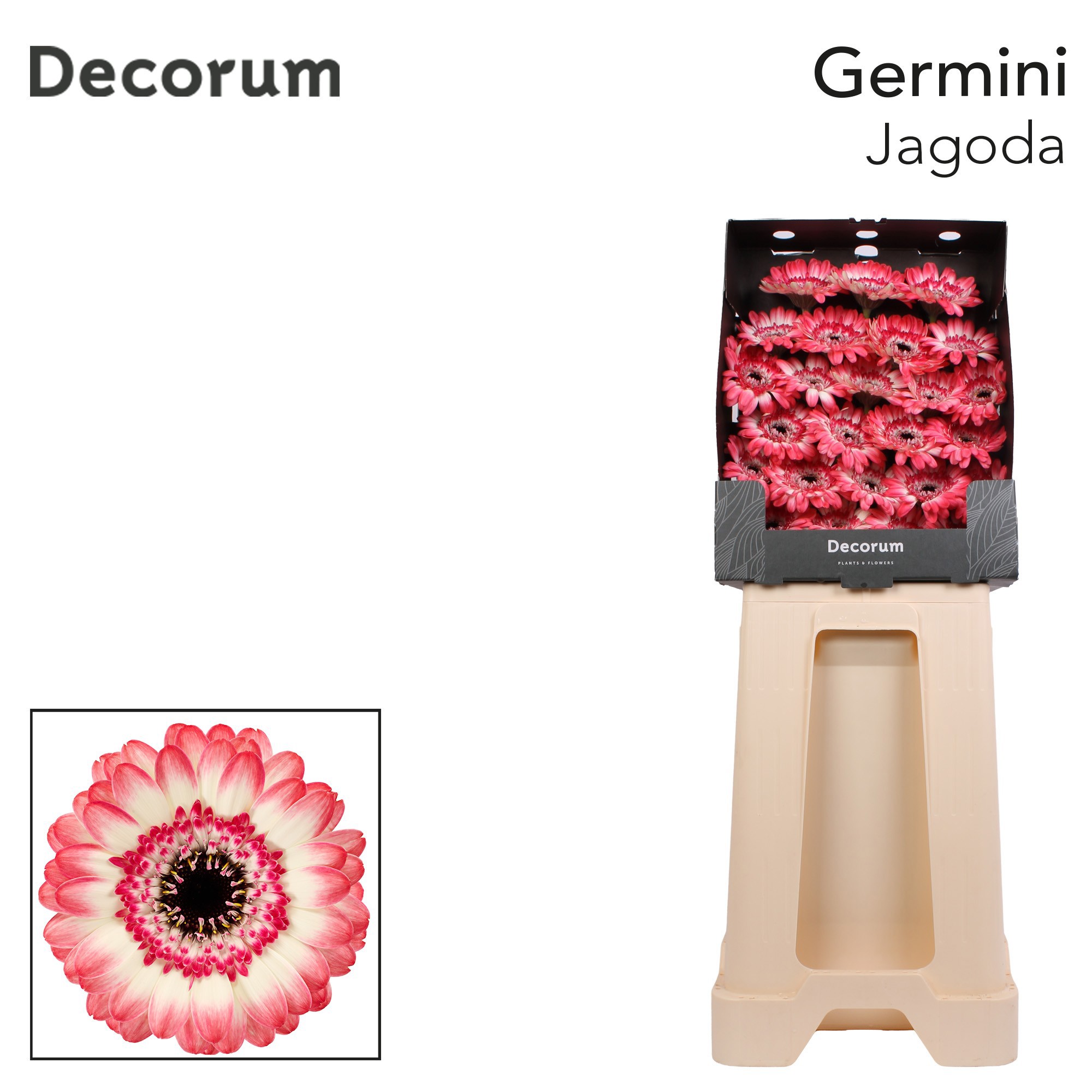 Germini Jagoda Diamond