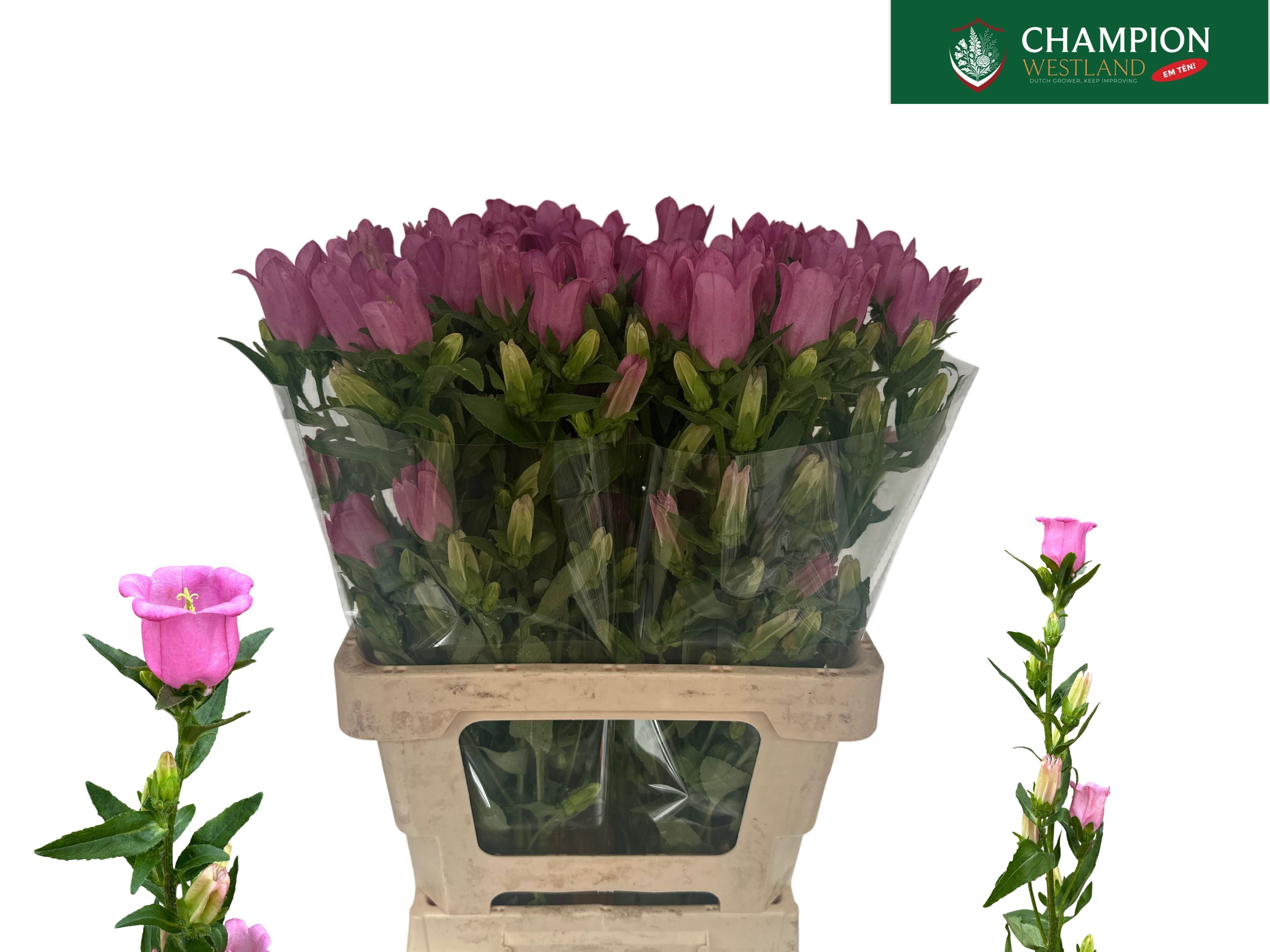 Camp M Champion Rose