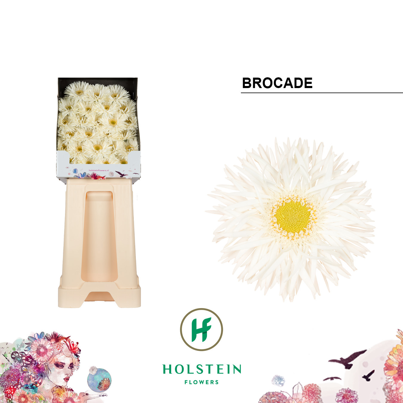 Ge Mi Brocade