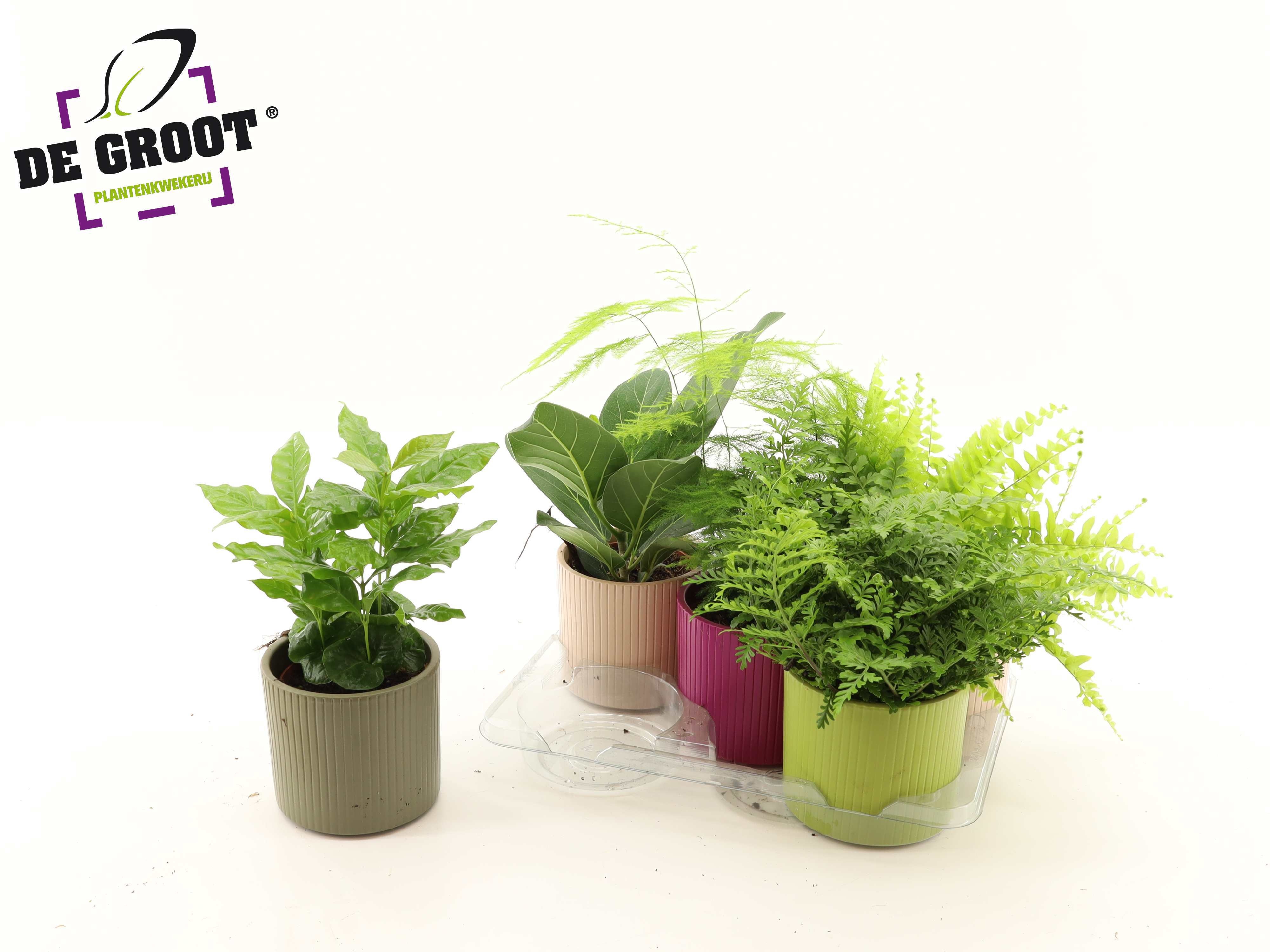 Ov Kamerplanten Gem. 12Ø 35cm