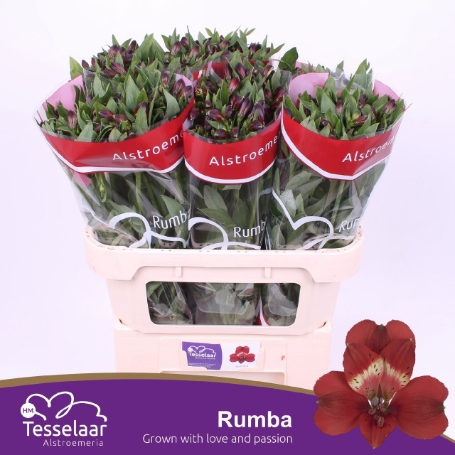 Alstr Rumba