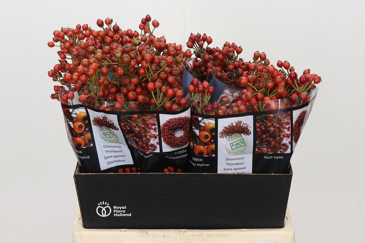 Rosa Aut Rosefruits 45cm