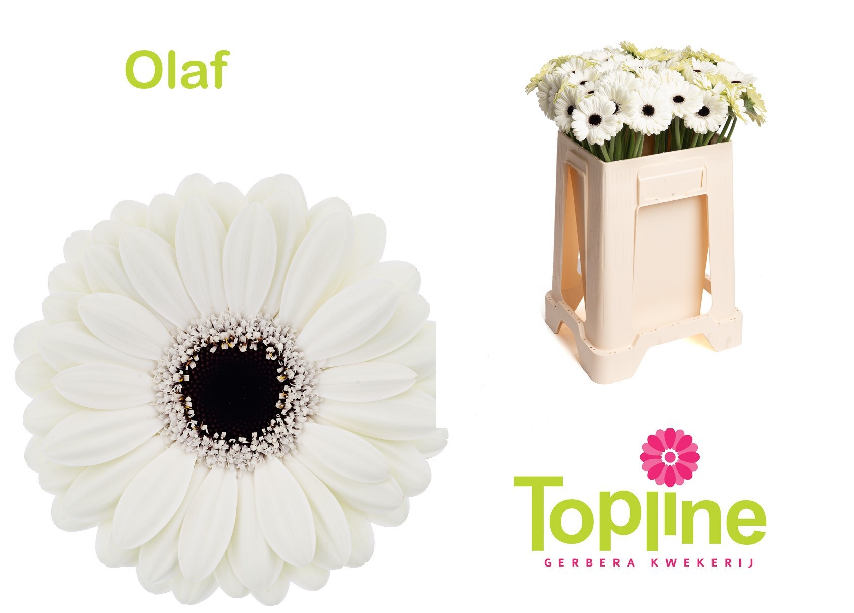 Ge Mi Olaf