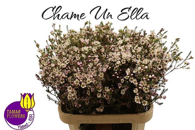 Chamelaucium Ella White 80cm 60gram