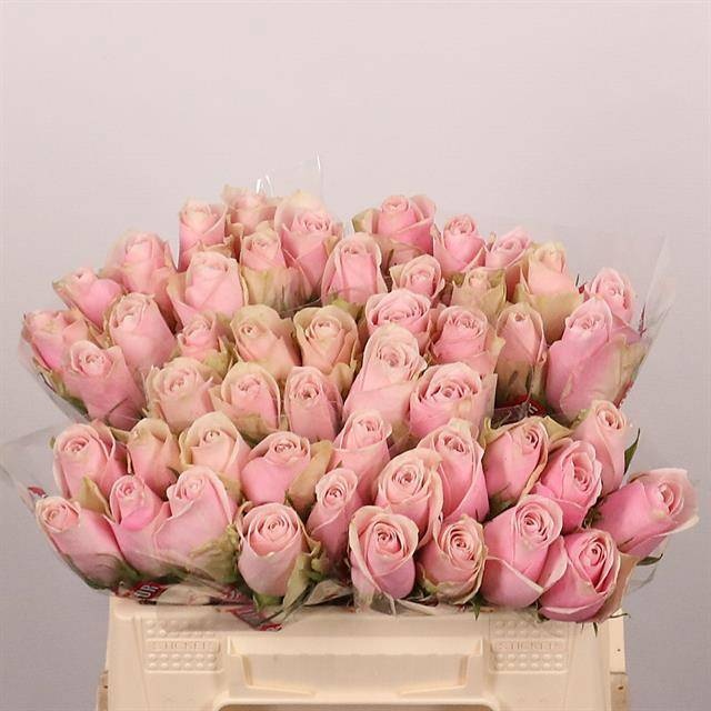 Rosa Pink Athena 35cm