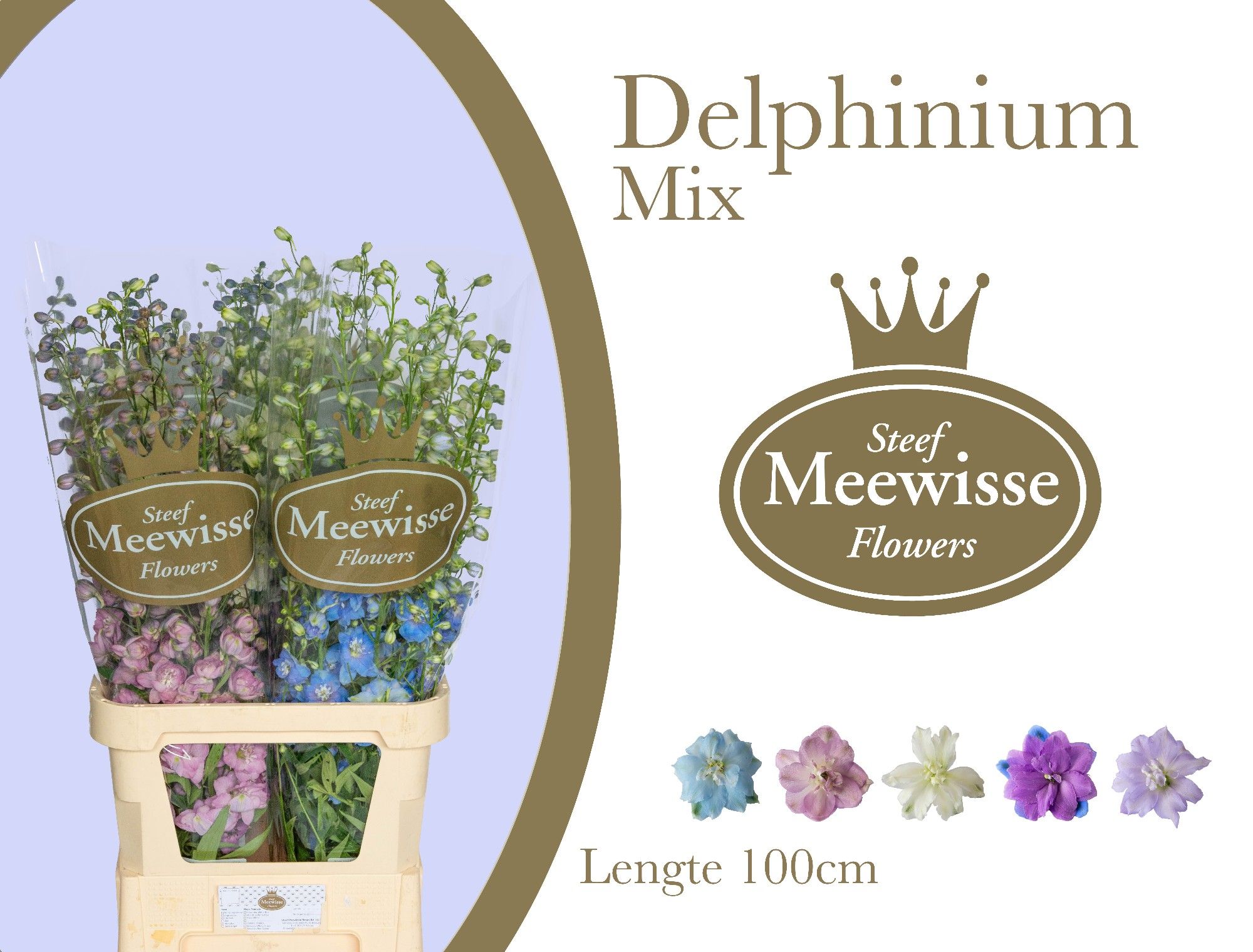 Delphinium El Mixed 100cm