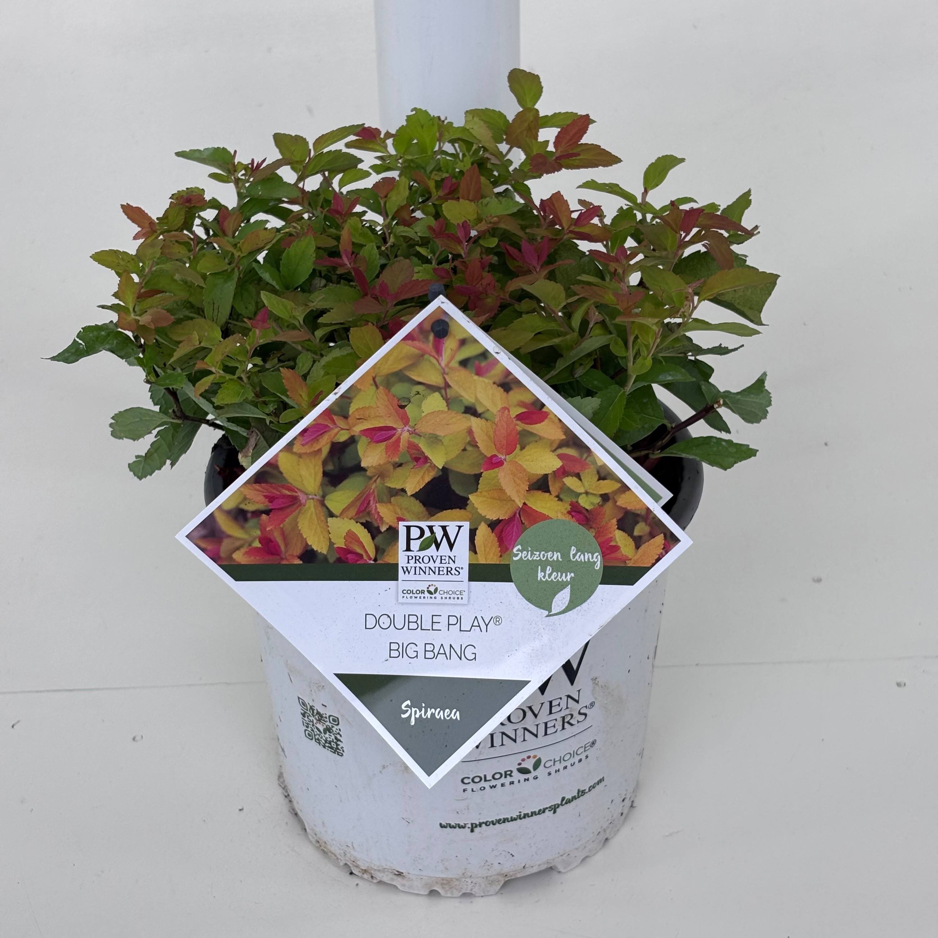 Spiraea Double Play® Big Bang ('Tracy')