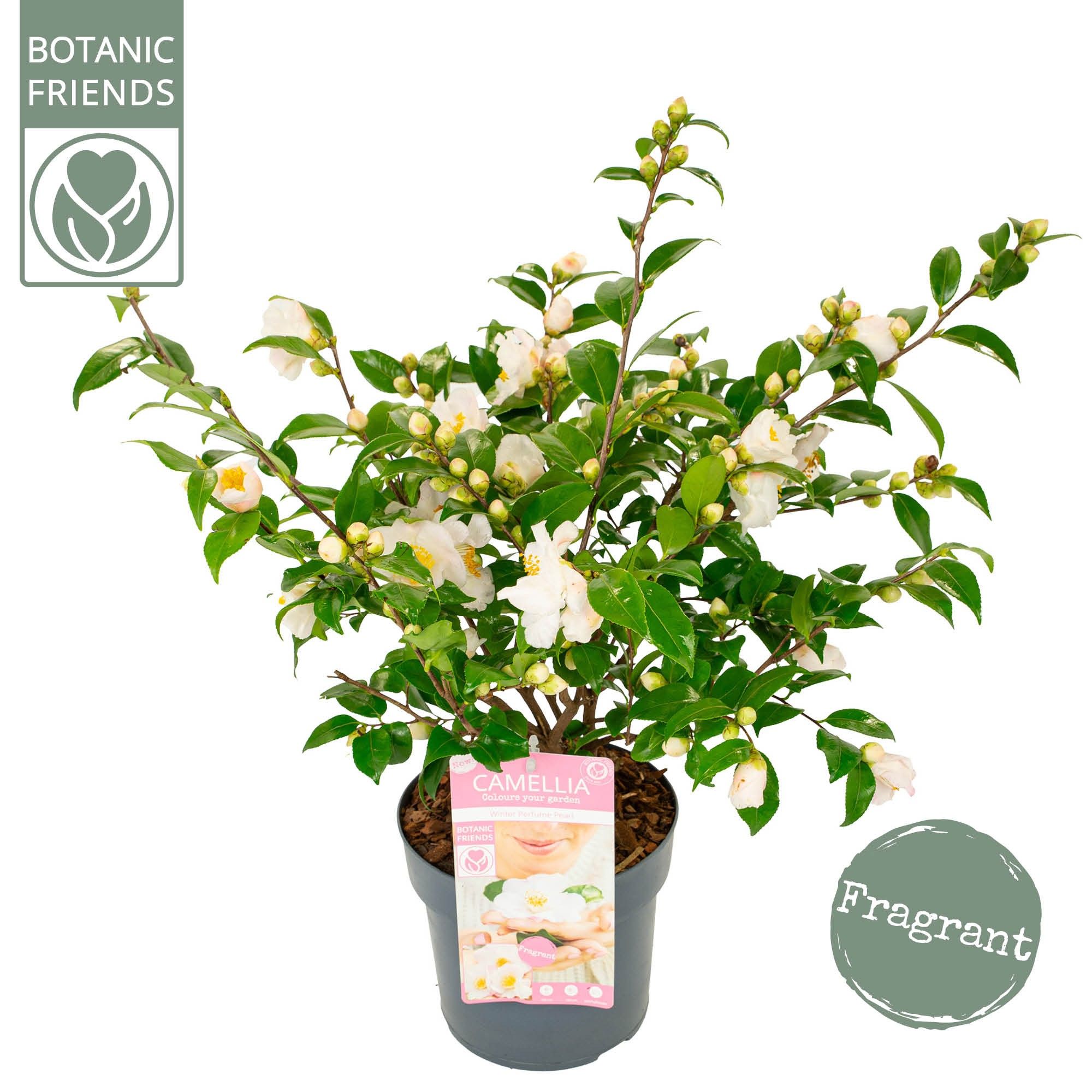 calathea white jade Epipremnum aureum 'Pearls and Jade'  Speckled White Pothos