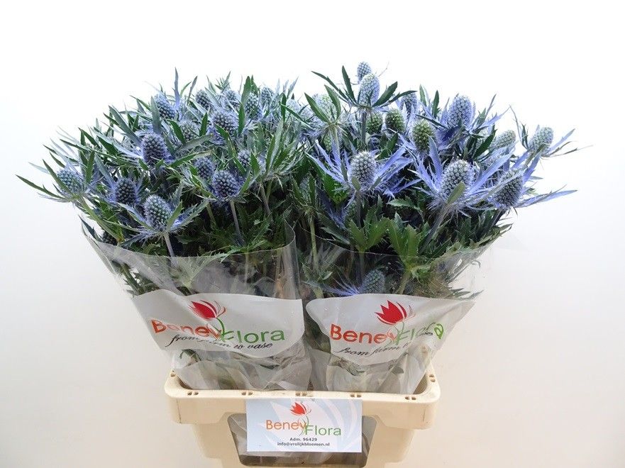Eryngium Blue Lagoon 70cm