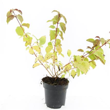 Picture of Cornus sang. Midwinter Fire P17 (2 Ltr) (LOOSE)