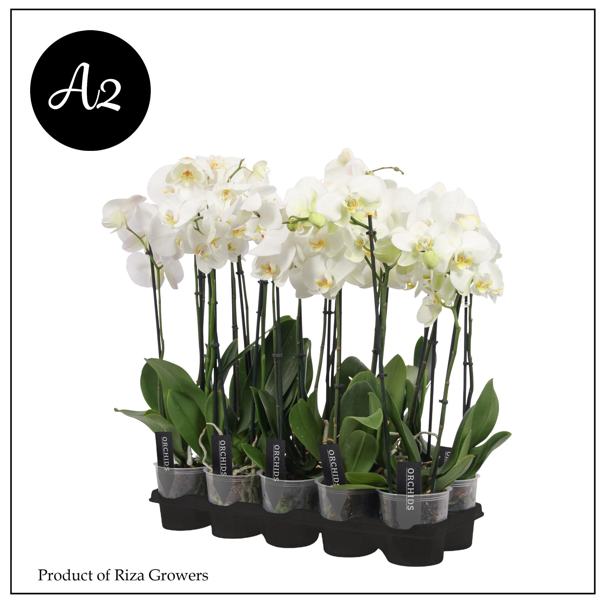 Phalaenopsis overig wit - Vlinderorchidee