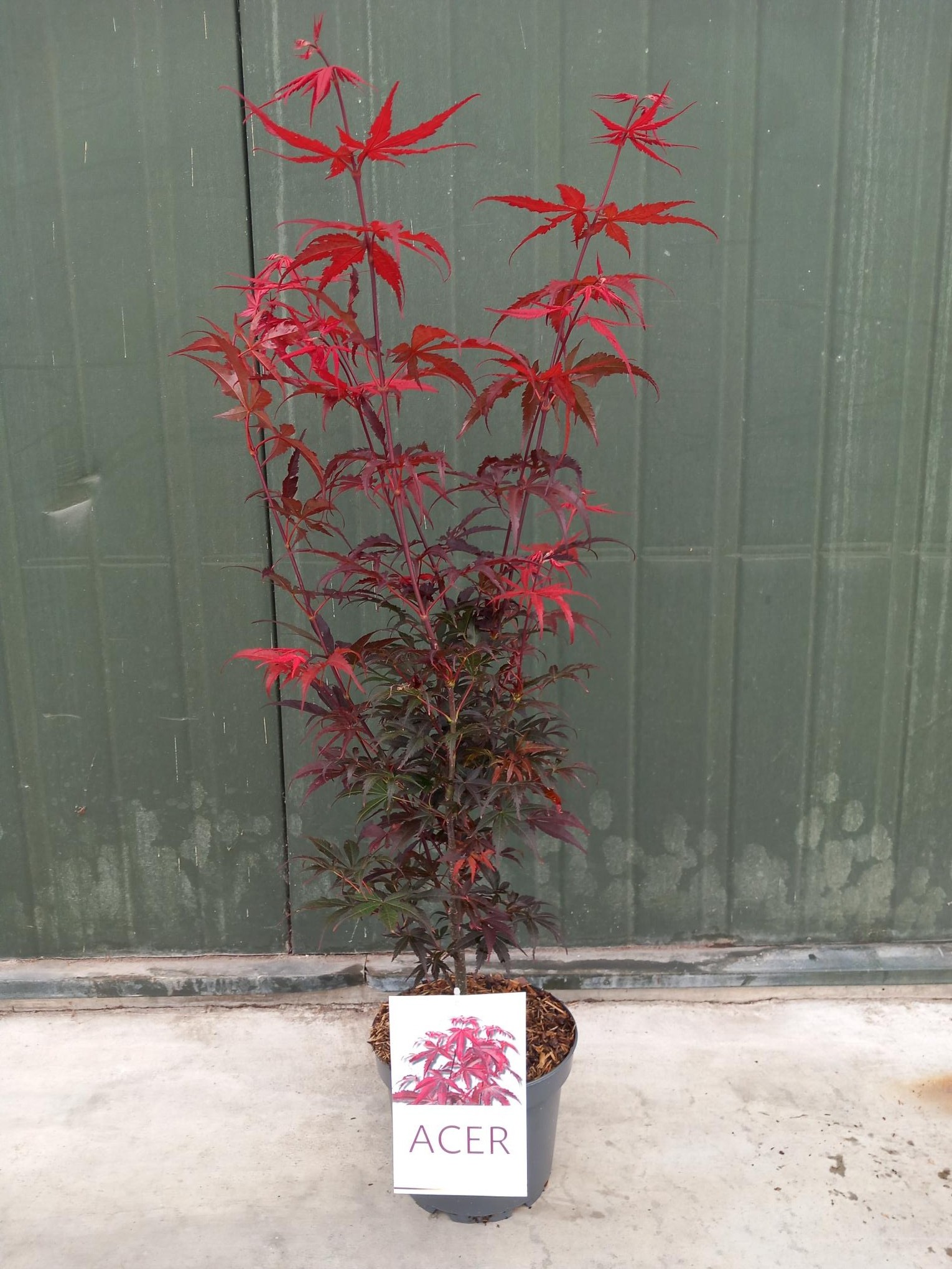 Picture of Acer pal. Atropurpureum