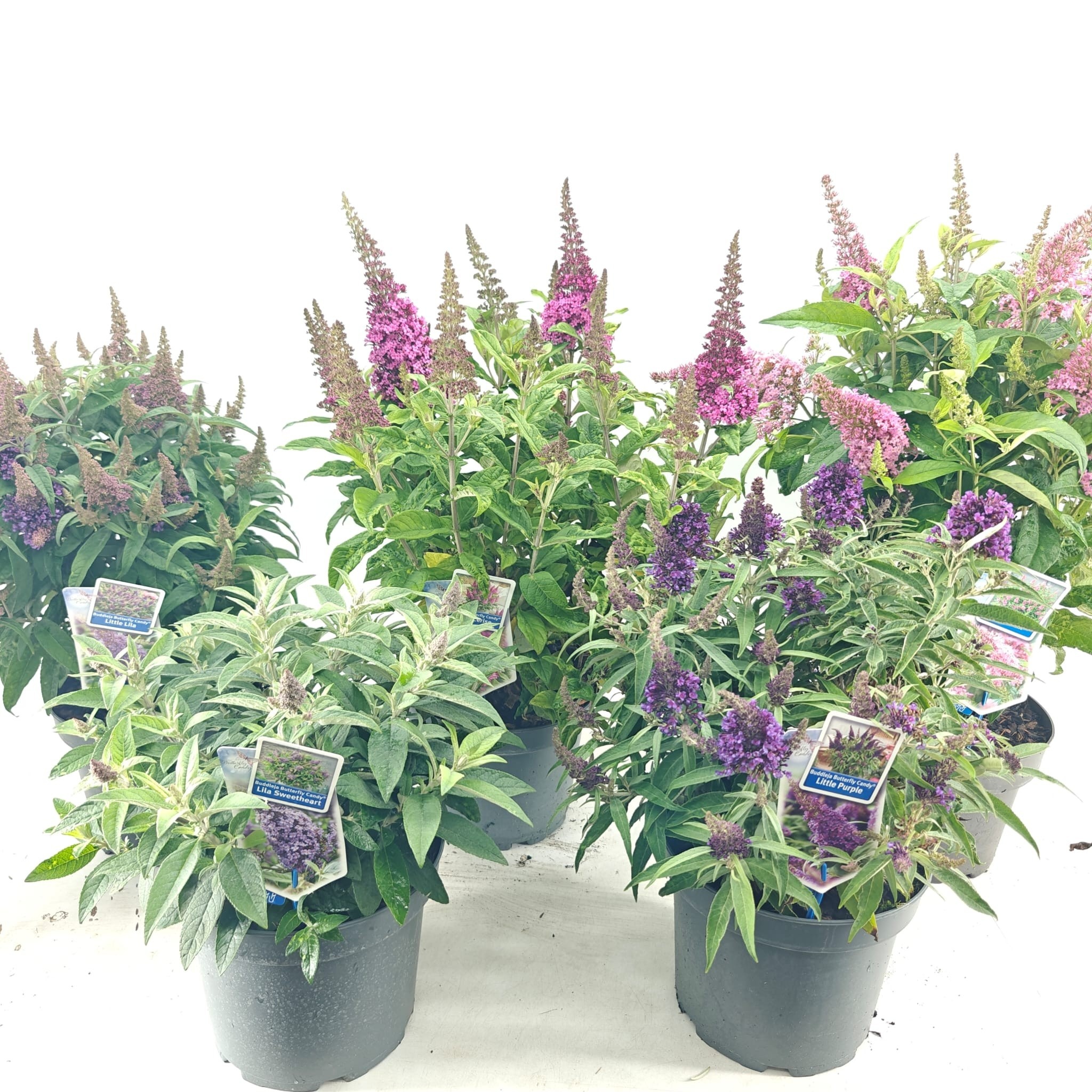 Picture of Buddleja d. Butt. Candy® mix P23 (minimum order one layer)