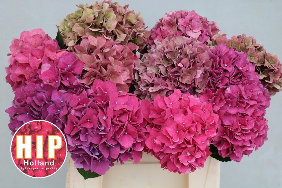 Hydrangea Rodeo Classic Pink 40cm 14Ø