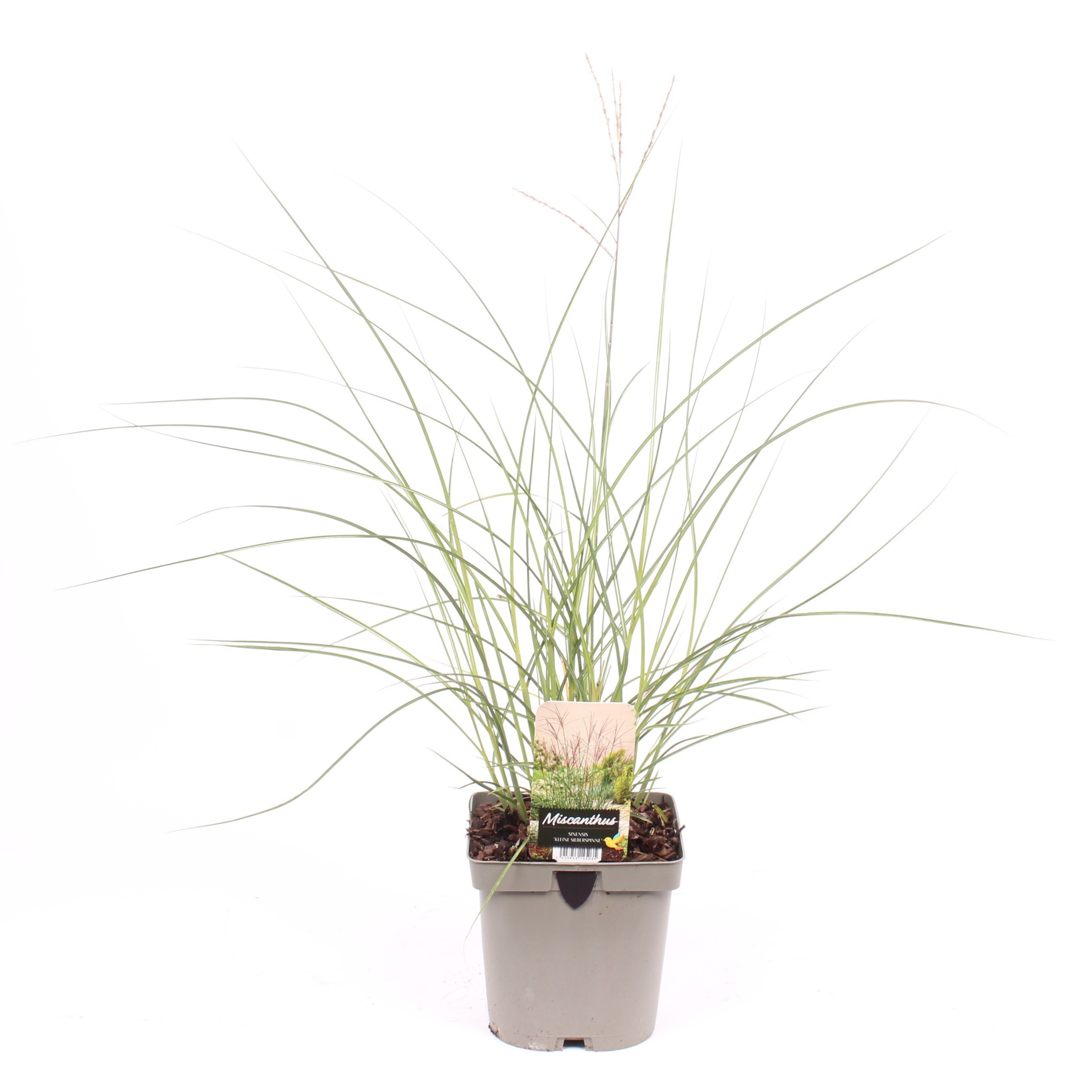 Miscanthus sinensis 'Kleine Silberspinne'