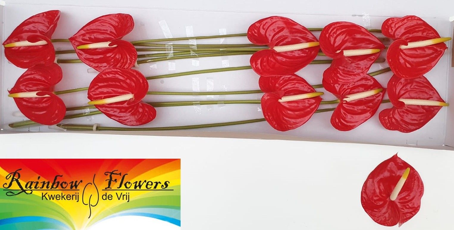 Anthurium Tropical 15Ø