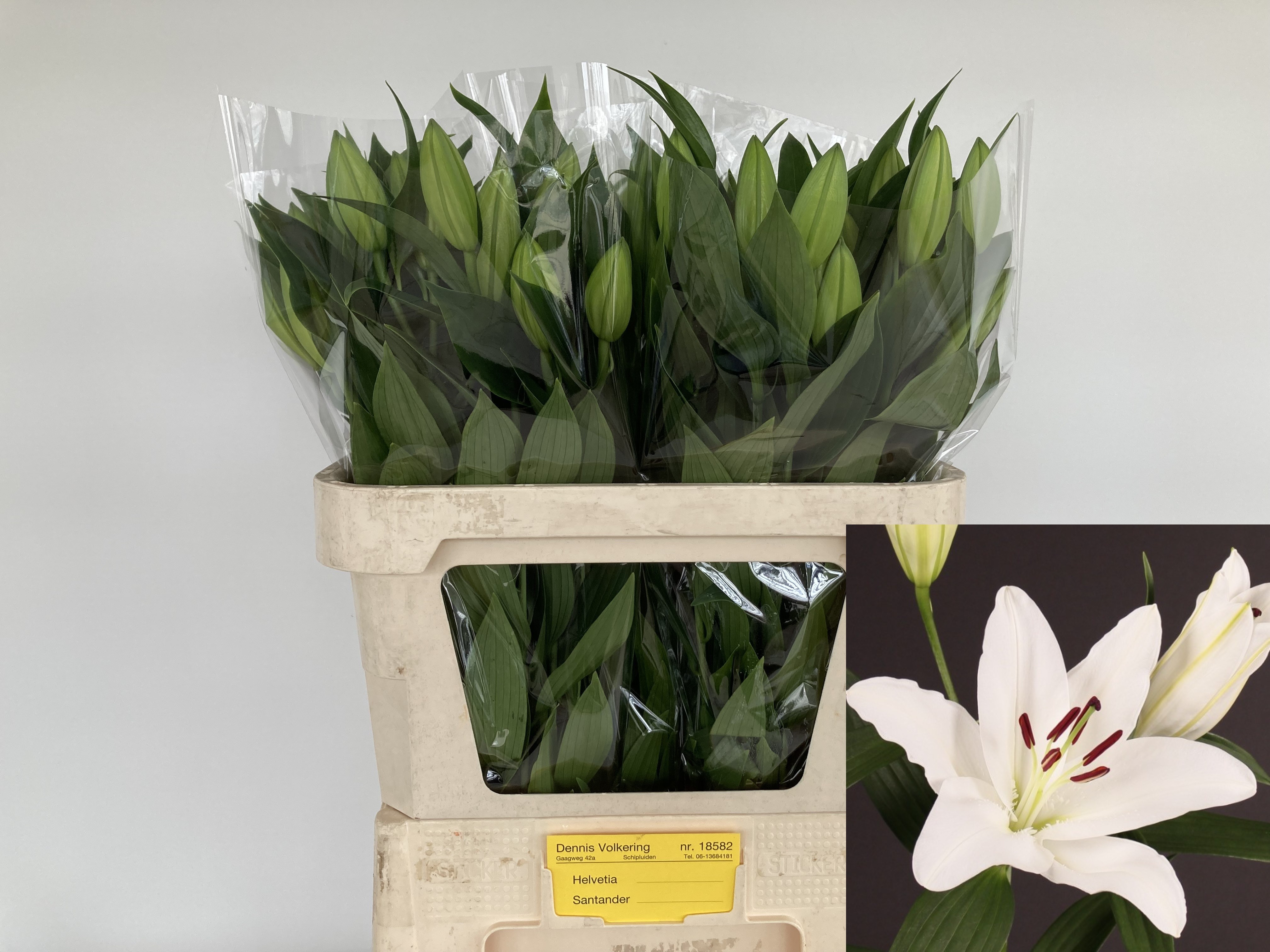 Lilium Or Santander 70cm 2/4bl