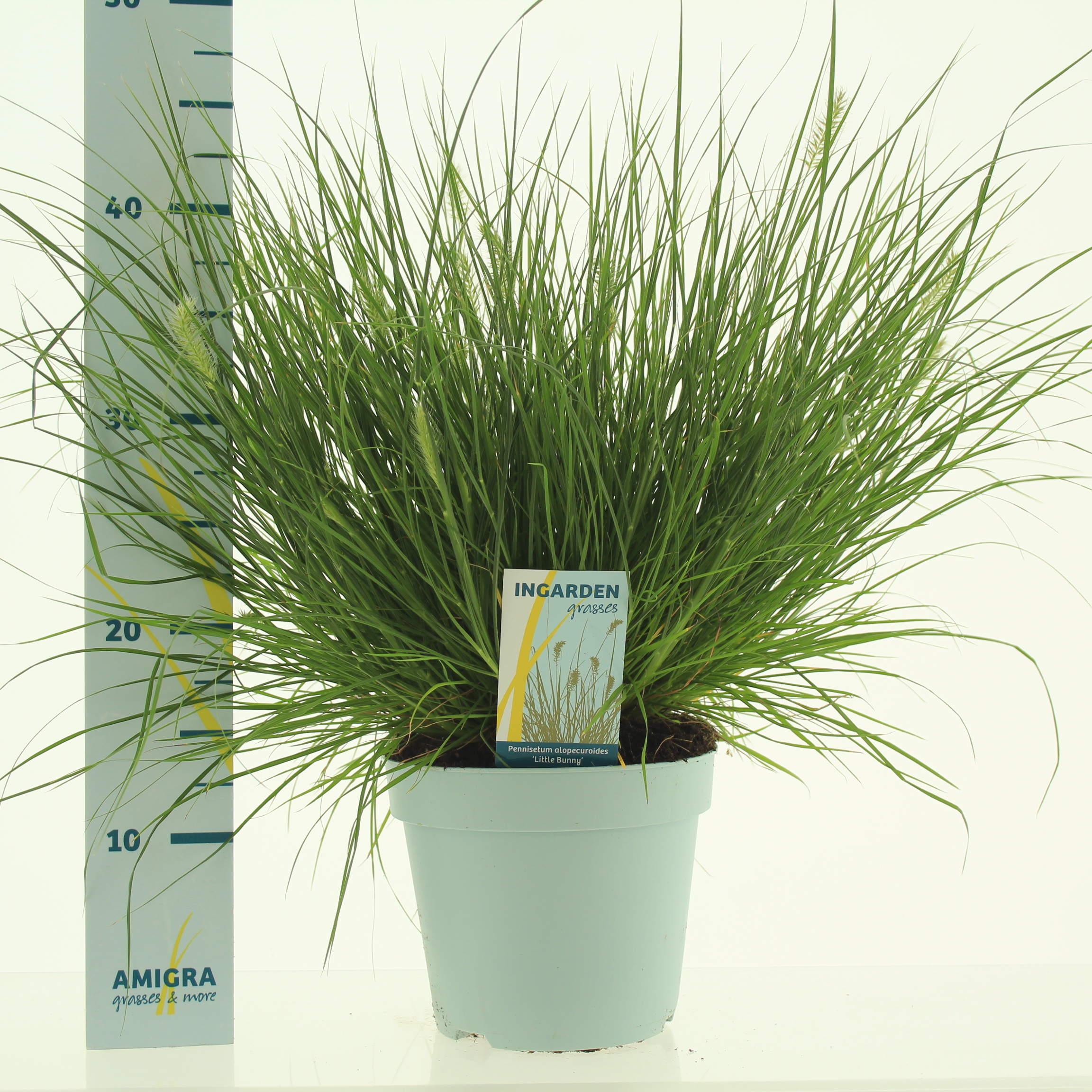 Picture of Pennisetum alopecuroides 'Little Bunny'