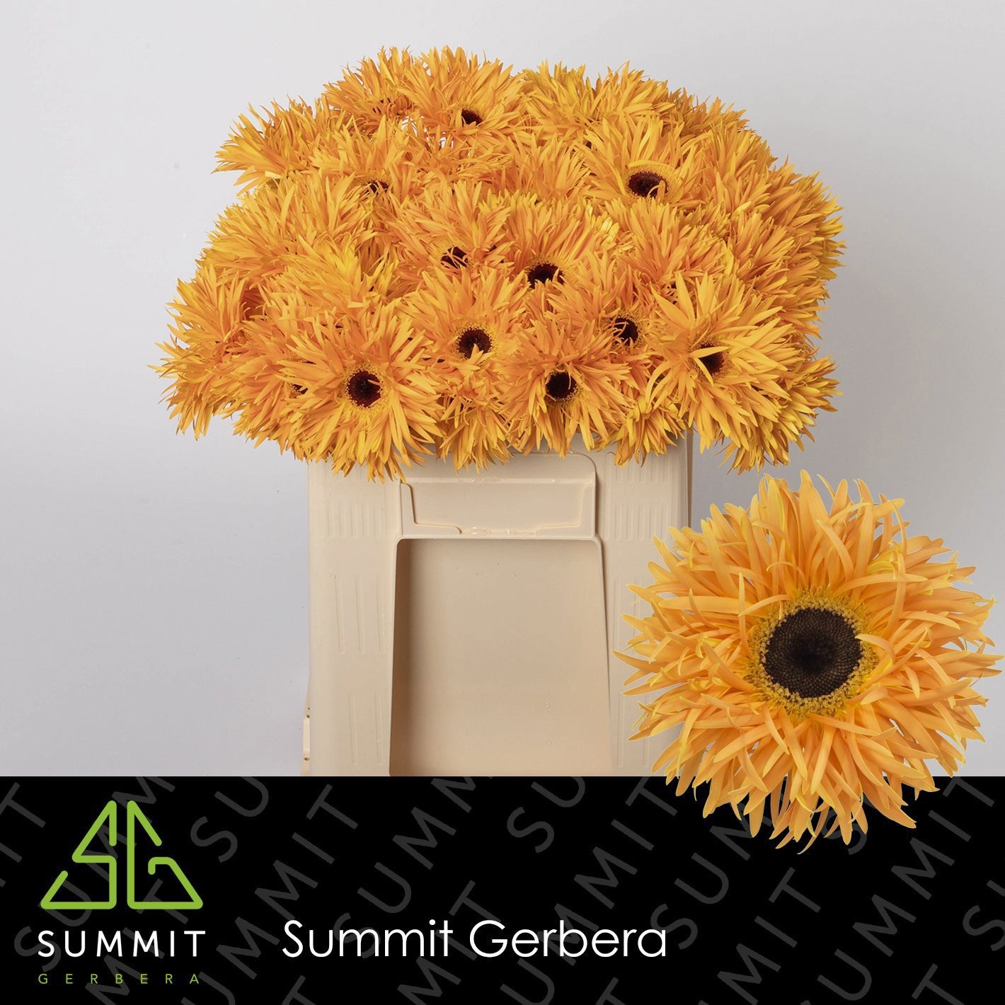 Gerbera Spider Bambu 50cm 10Ø