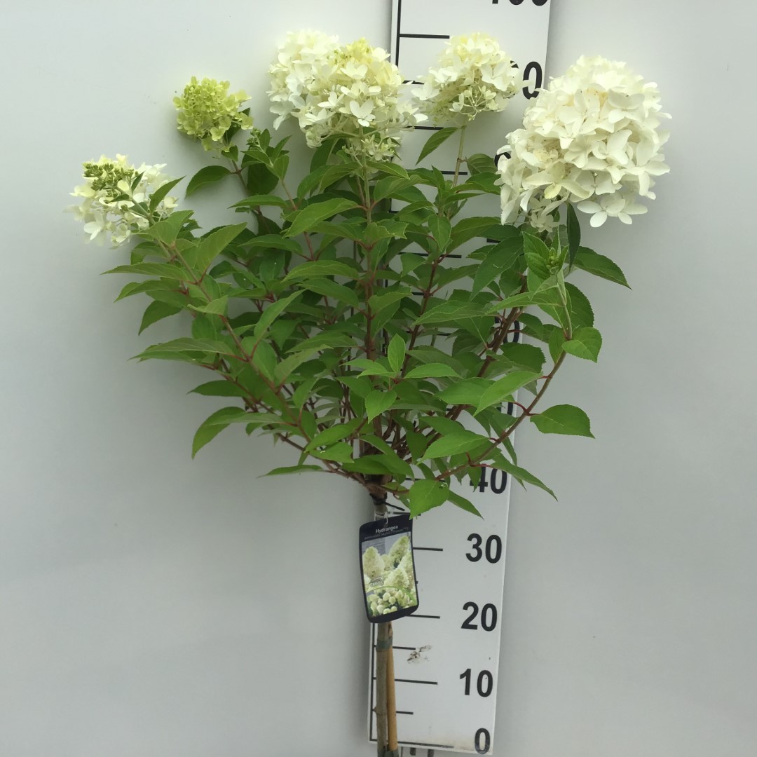 Picture of Hydrangea paniculata Skyfall P23 (5 Ltr) 70/STD (LOOSE)