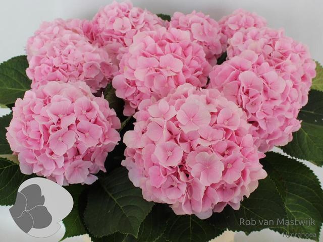 Hydrangea Verena Pink 80cm 20Ø
