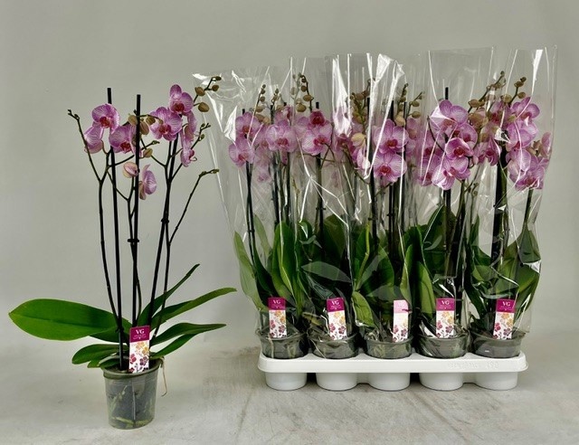Phal Ov Roze 12P 55H 3TAK 20bloem 23bloei